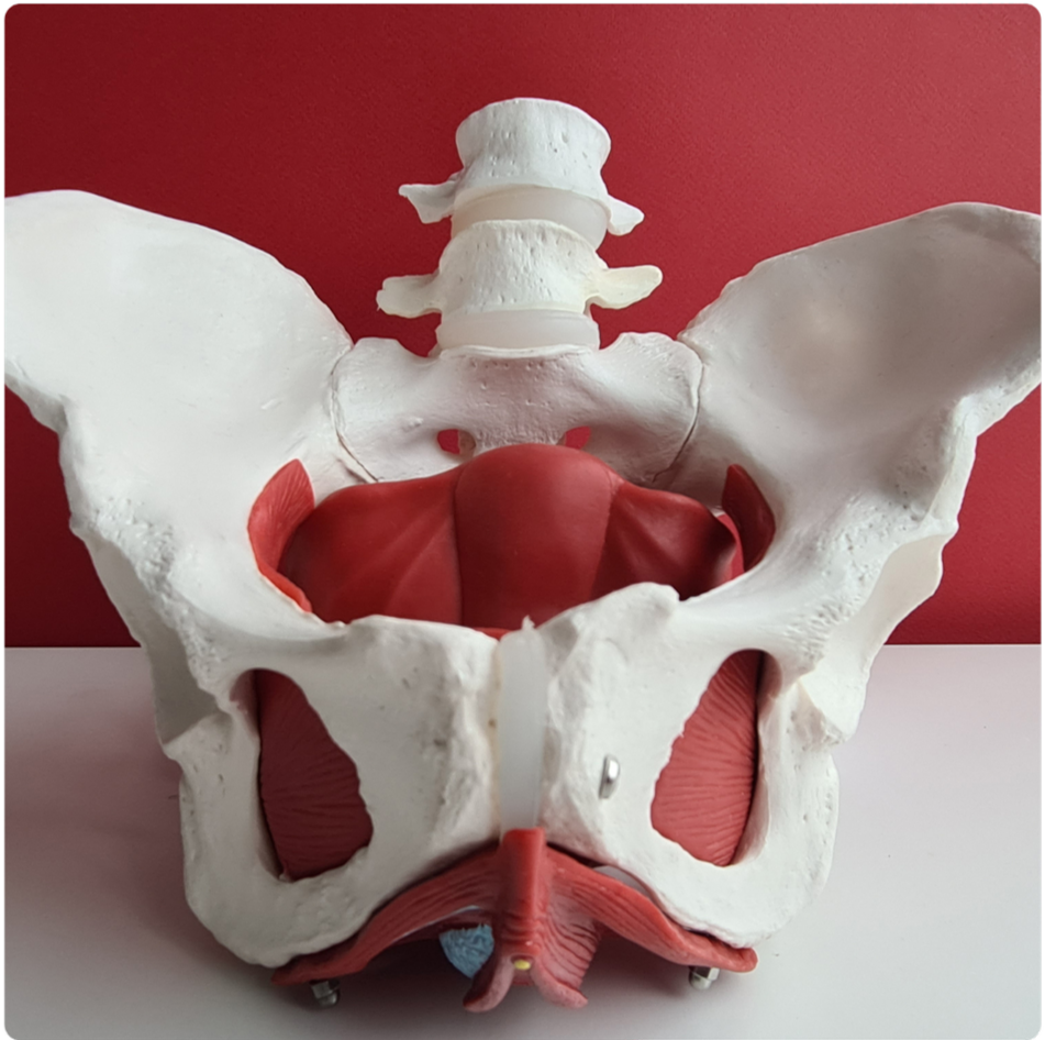 Anatomical model showing the pelvis, lower spine, and pelvic floor muscles.