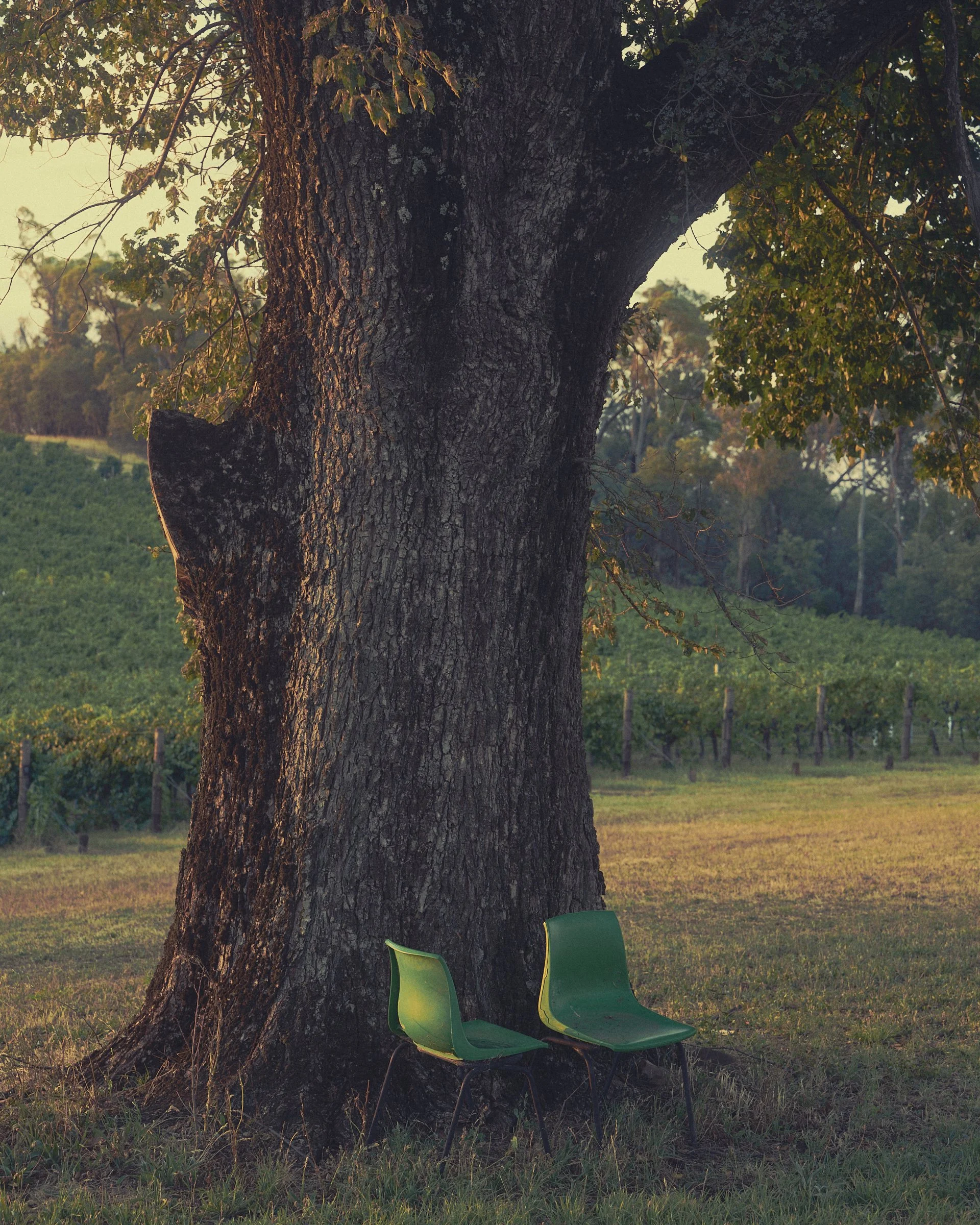 __20260226_DALZOTTO_WINERY__1938_.jpg