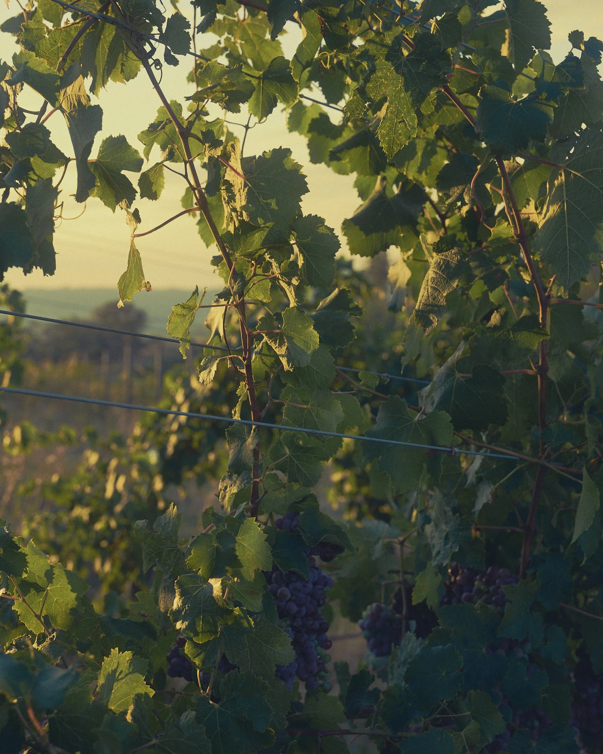 __20260226_DALZOTTO_WINERY__1838_.jpg