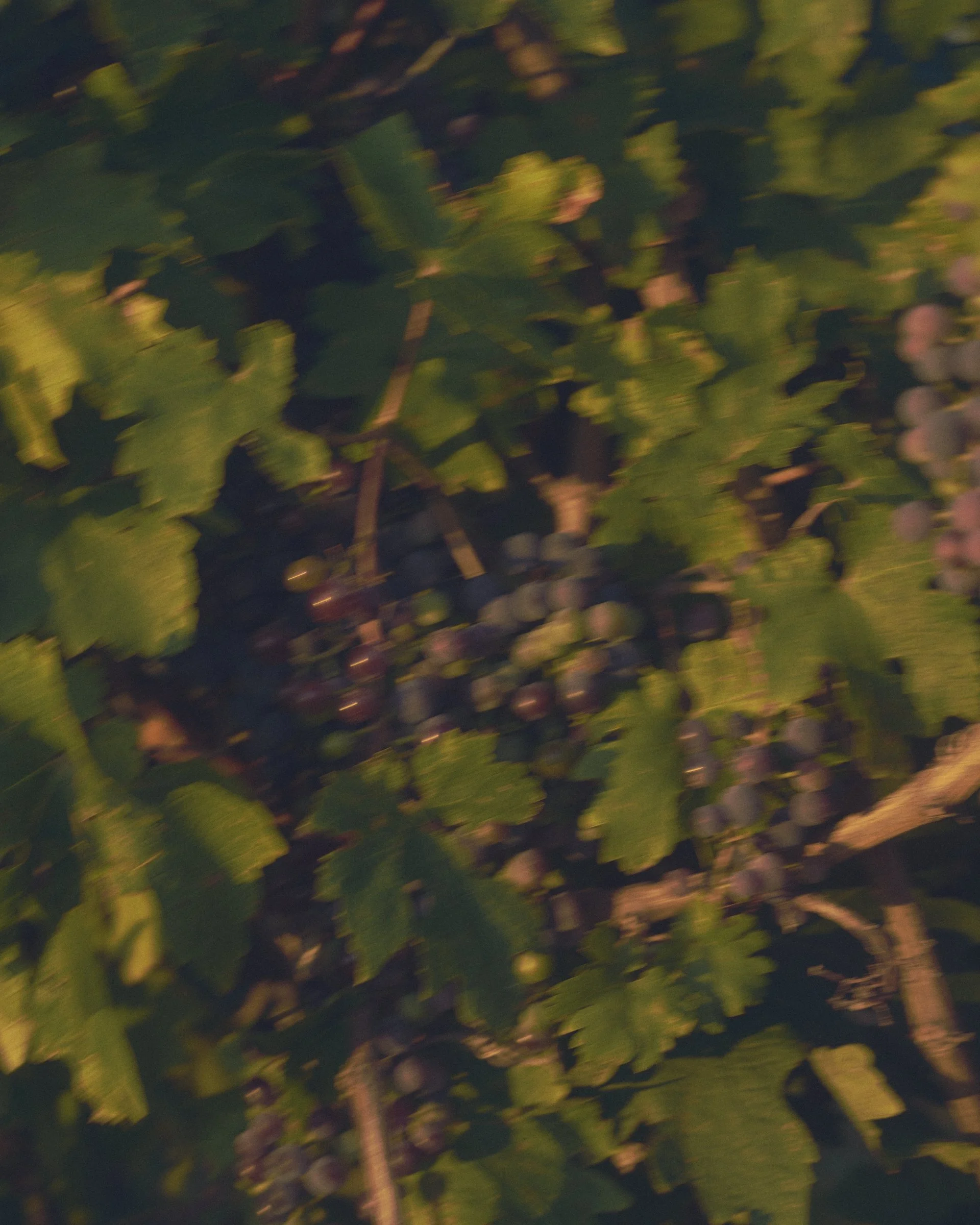 __20260226_DALZOTTO_WINERY__1862_.jpg