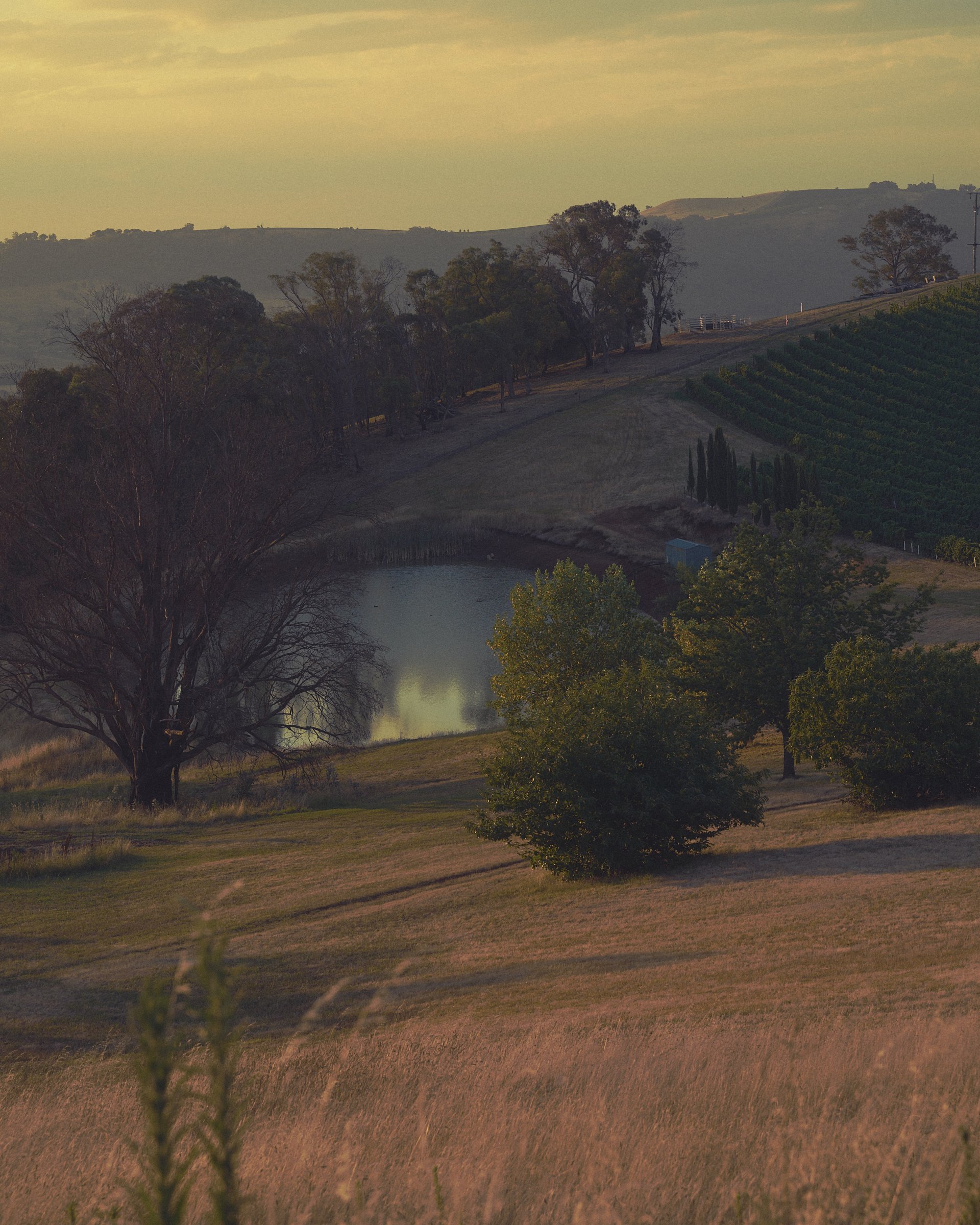 __20260226_DALZOTTO_WINERY__1883_.jpg