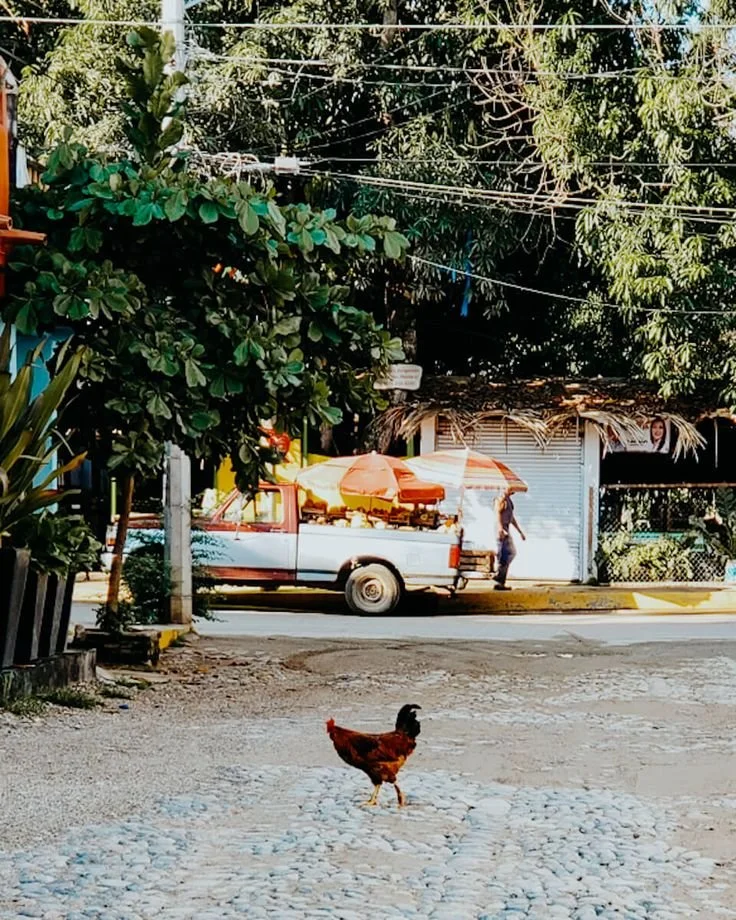 San Pancho, Mexico GUIDE 2024 (Read This Before Visiting!).jpeg