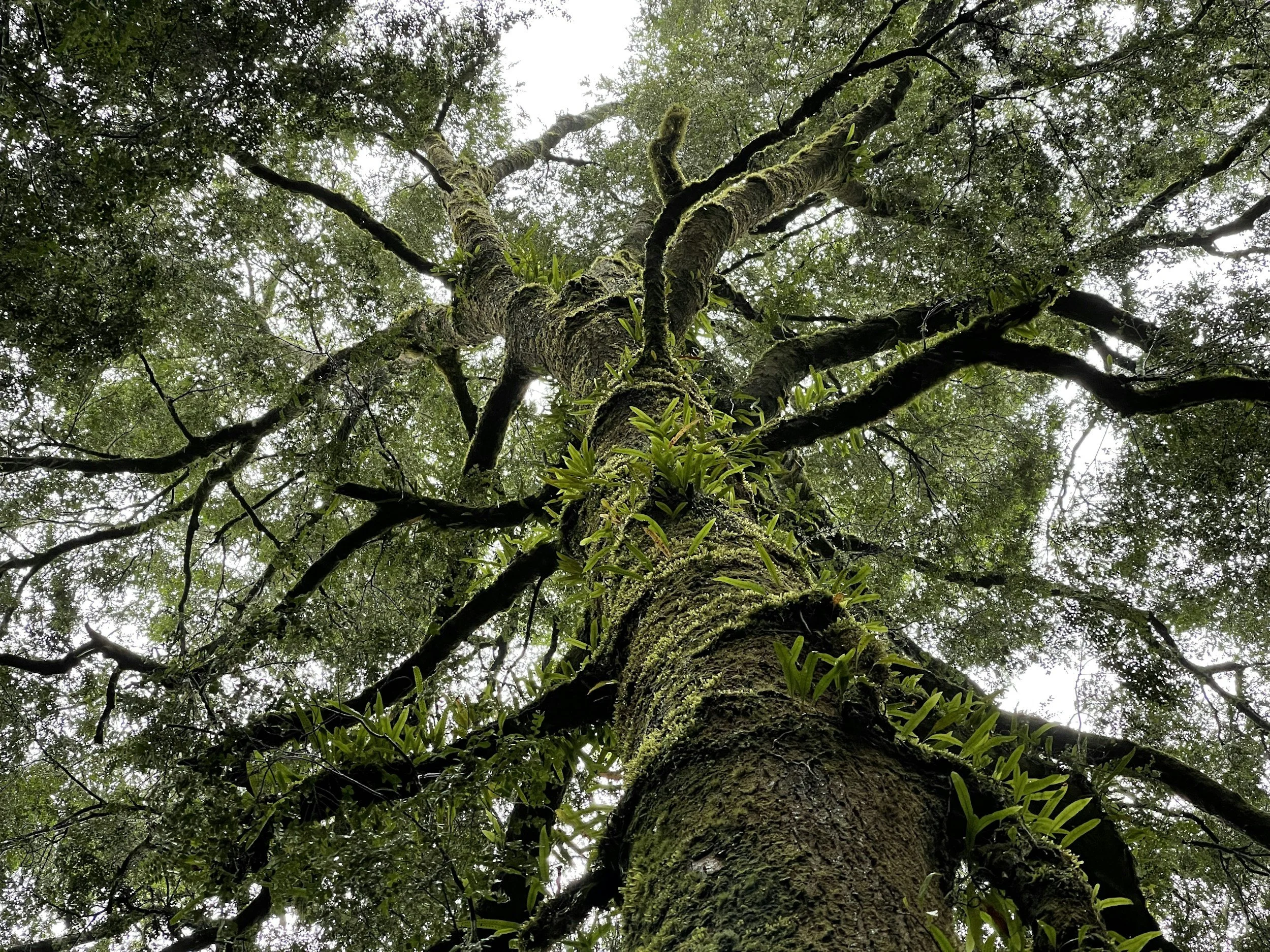 Looking up at a tall tree with moss and small plants growing on its bark, surrounded by lush green foliage.