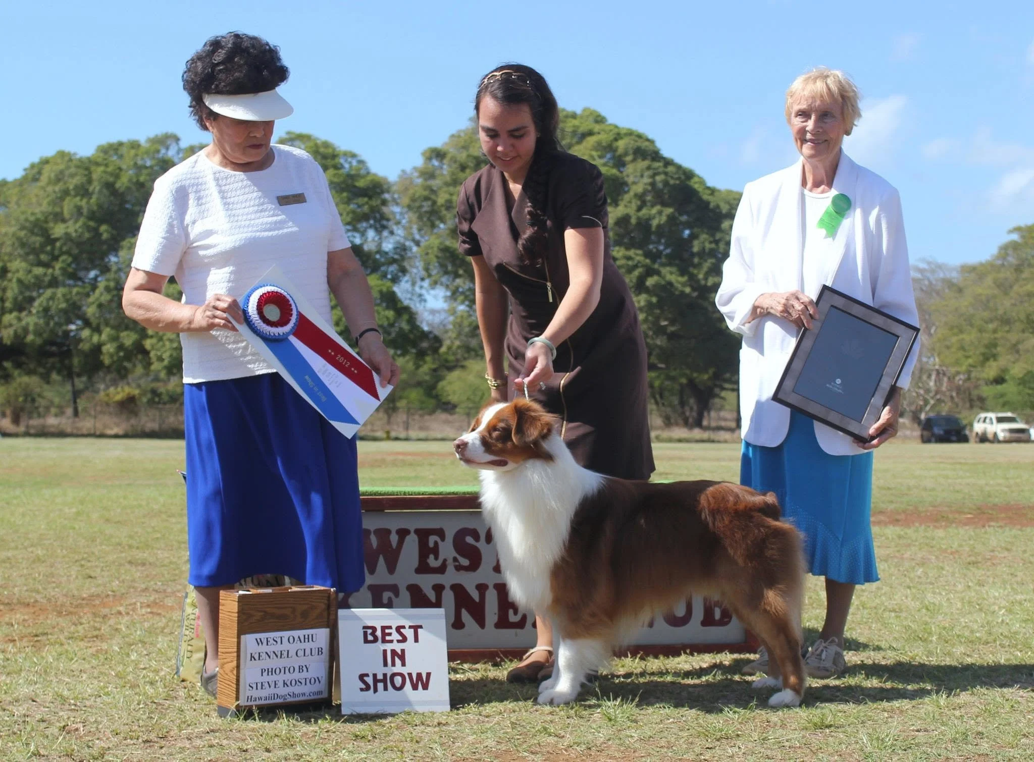 MBIS GCH CH Aumoehoku Dipped In Chocolate