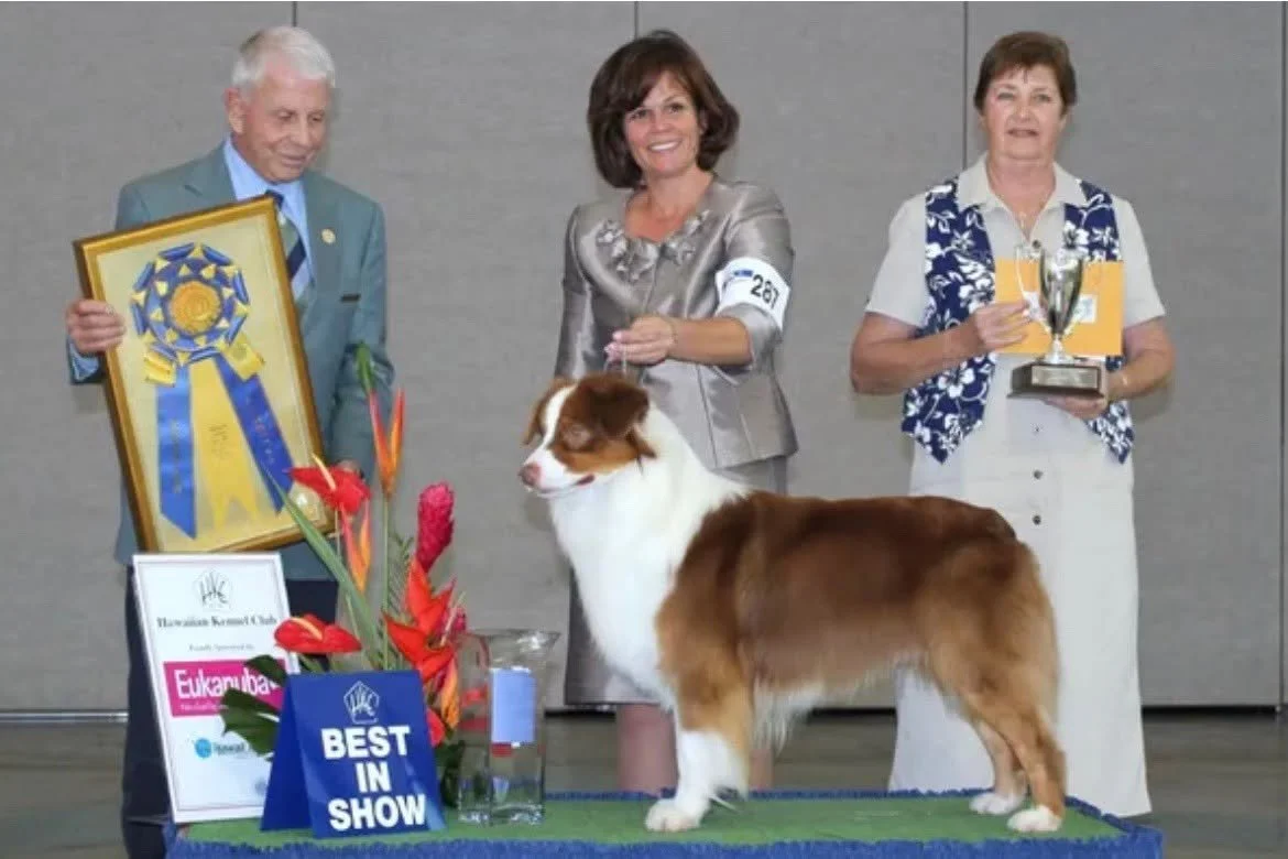 MBIS GCH CH Aumoehoku Dipped In Chocolate