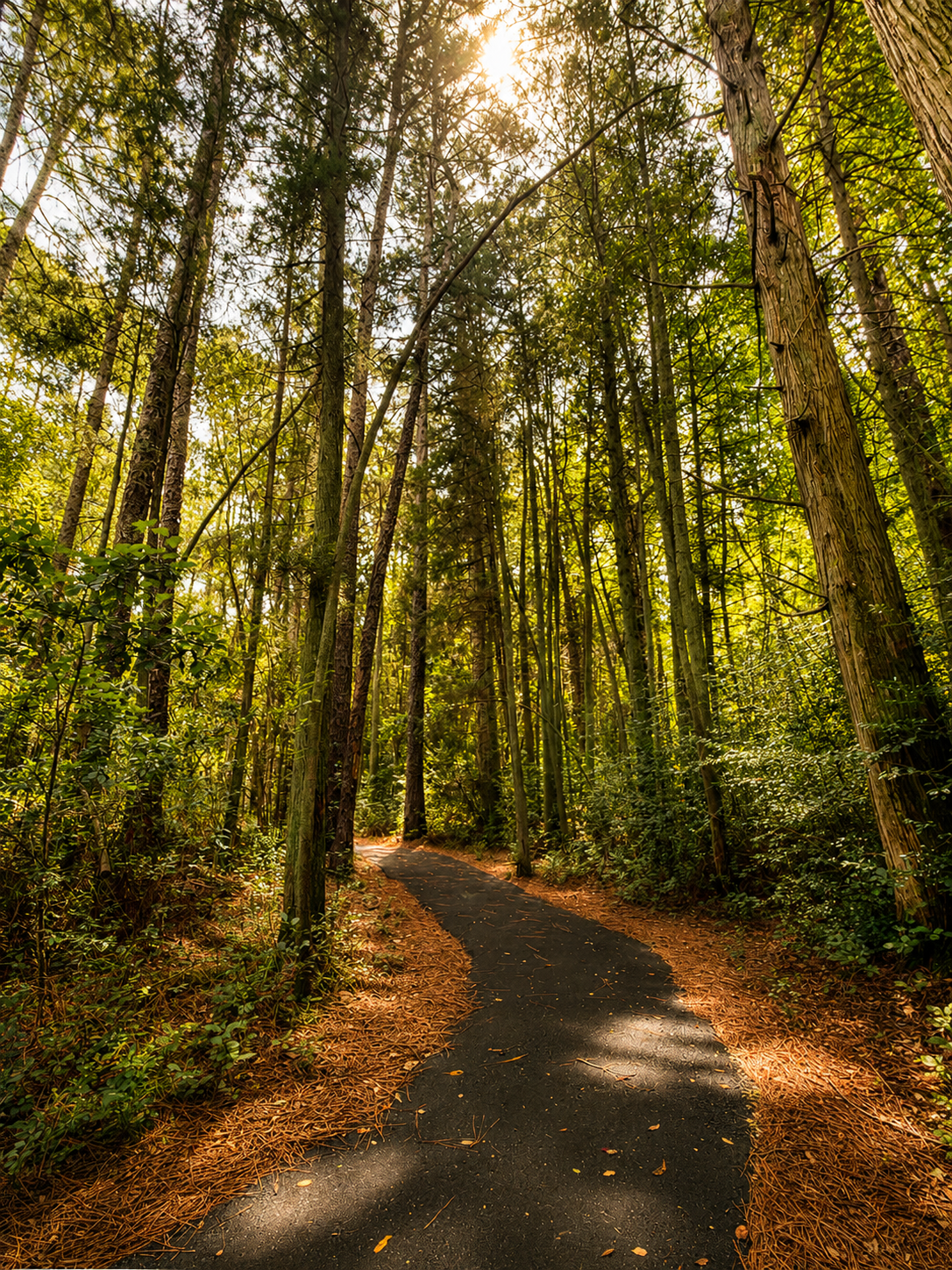 Winding path through a sunlit forest.