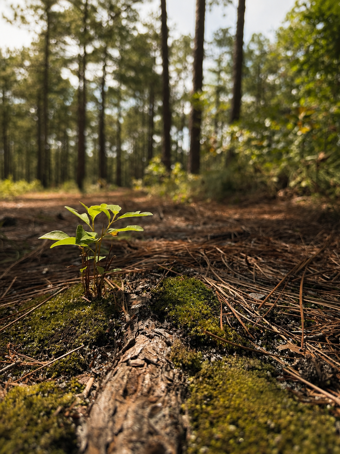 Close-up of a small green plant growing on a fallen log in a sunlit forest with tall trees in the background.