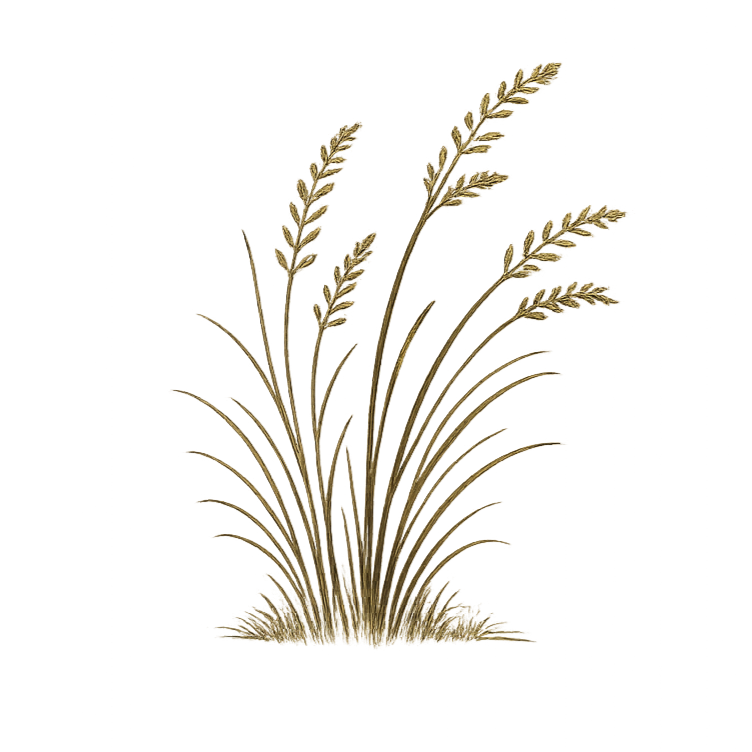 Illustration of tall grass or wheat stalks with stems and seed heads in the Ceva Wellness brand style.