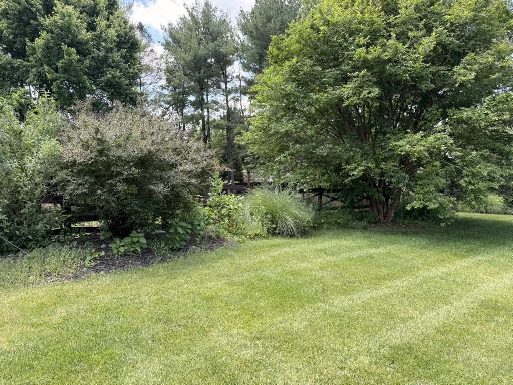 Landscaping Clean Up Before