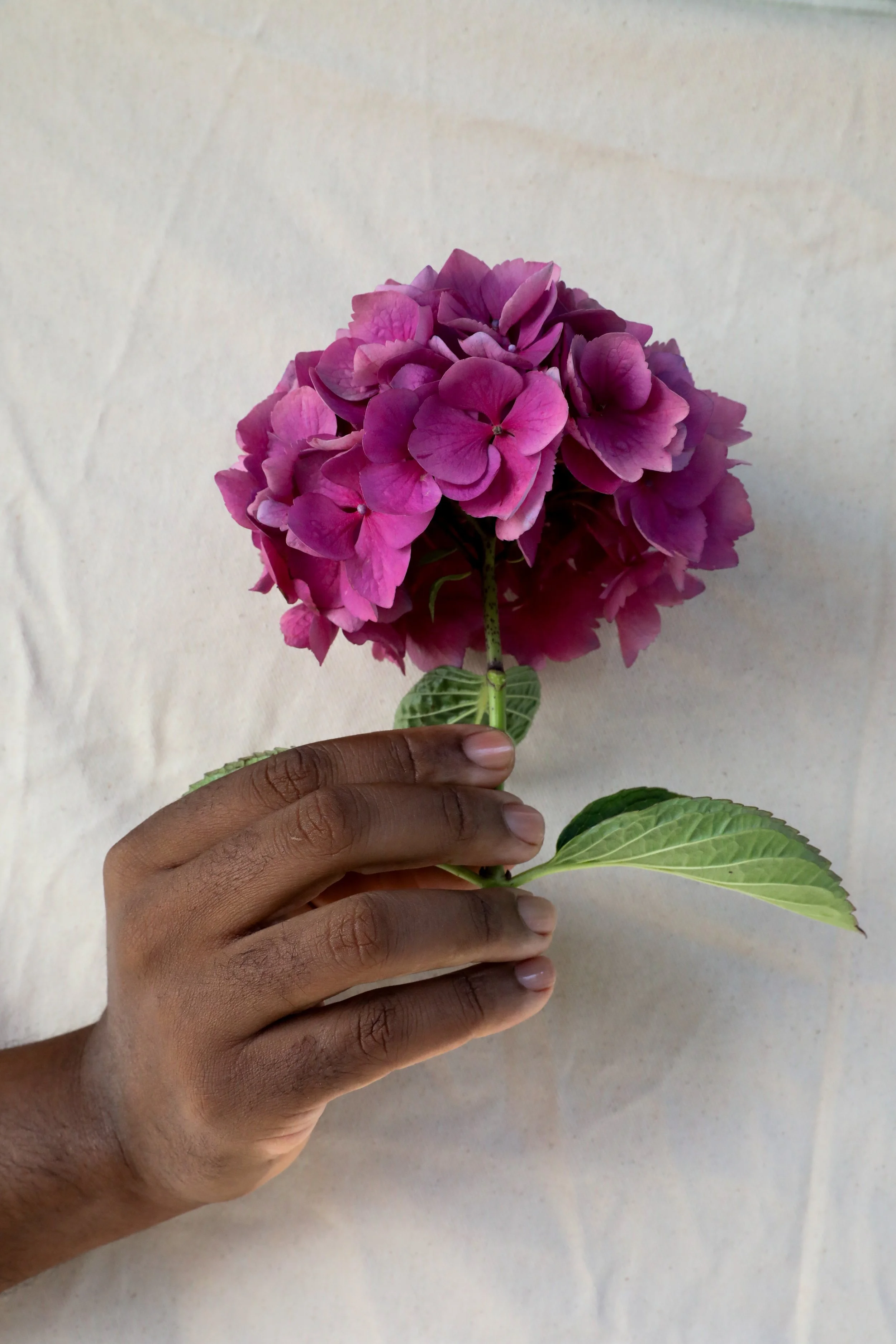 A person with richly hued, medium dark skin tone and clean, clear nailbeds holding a bunch of fuschia hydrangea flowers with green leaves against a pale background.