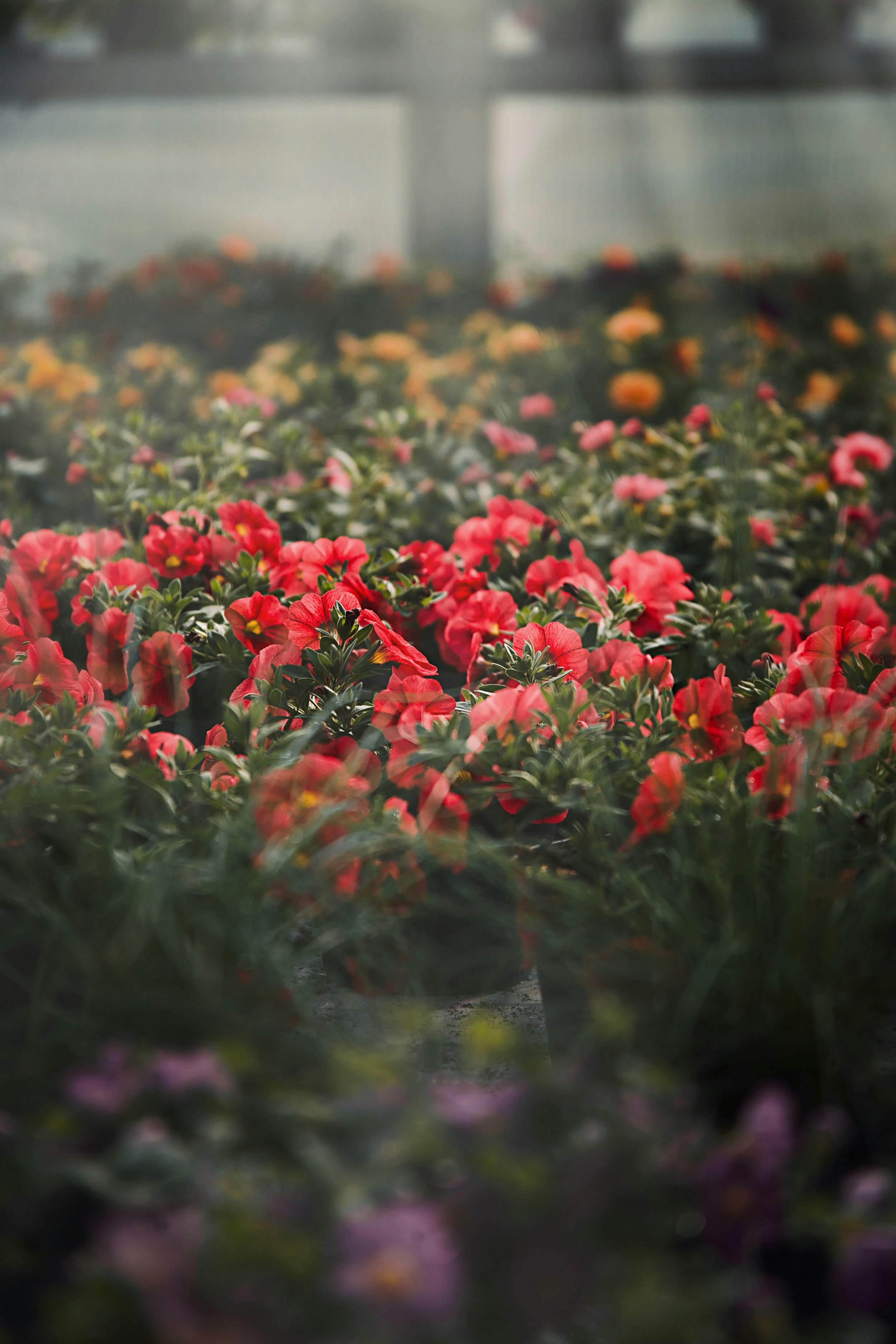 Colorful flower garden with premium blooms, part of EquaNorth's high-quality flower imports for Canada and North America.