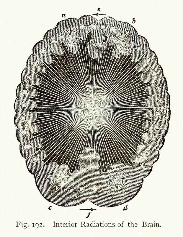 A black and white illustration of the interior radiations of the brain, showing a detailed depiction of neural pathways and brain structure with labels a through e and c, d, f at the bottom, titled 'Interior Radiations of the Brain'.