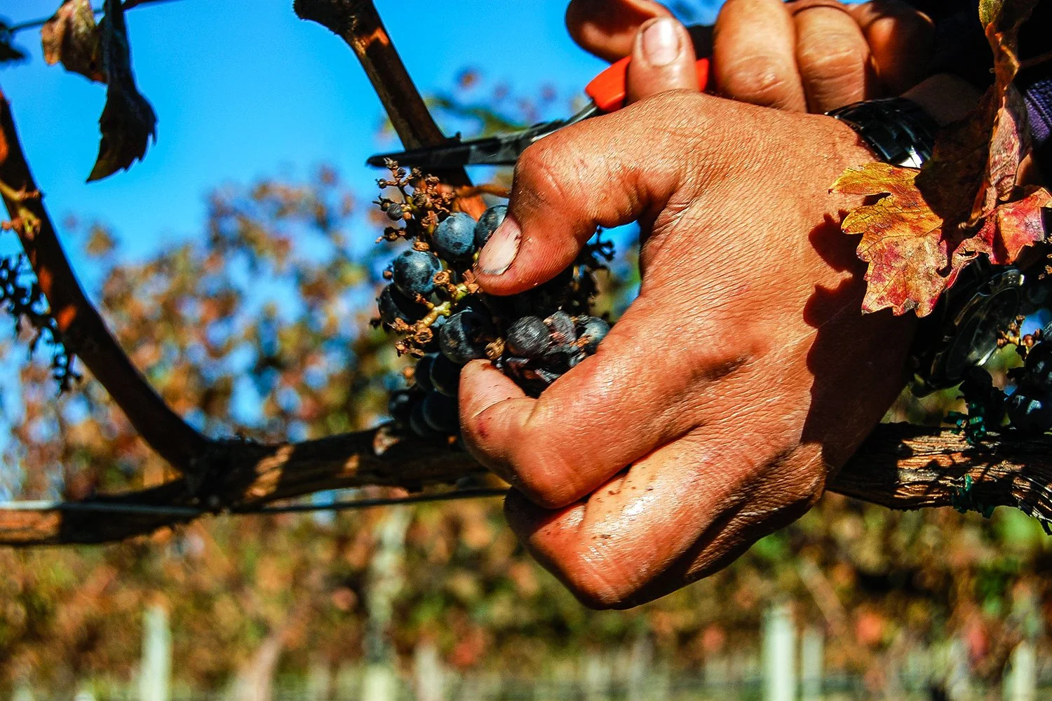 Close-up of a person's hand pruning a grapevine with pruning shears, with dark grapes hanging from the vine and fall-colored leaves.