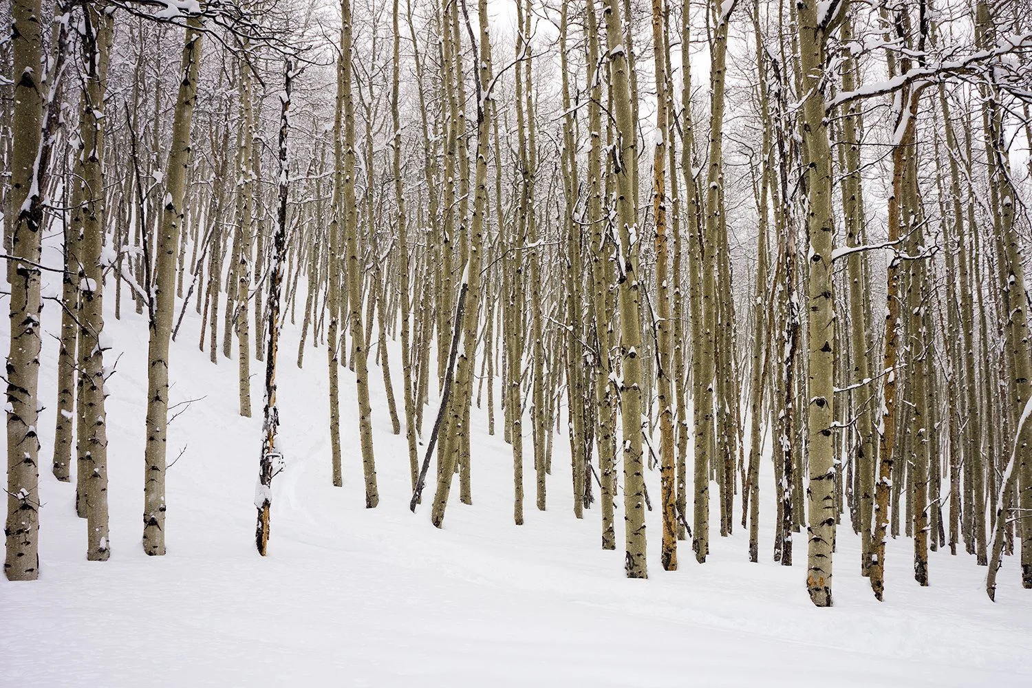 Snow-covered forest of tall, slender trees with light-colored bark on a winter day.