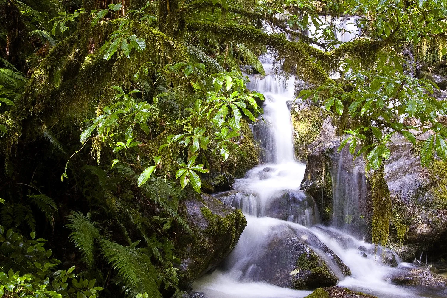 A small waterfall cascading over rocks in a lush, green forest with moss-covered branches and leafy plants