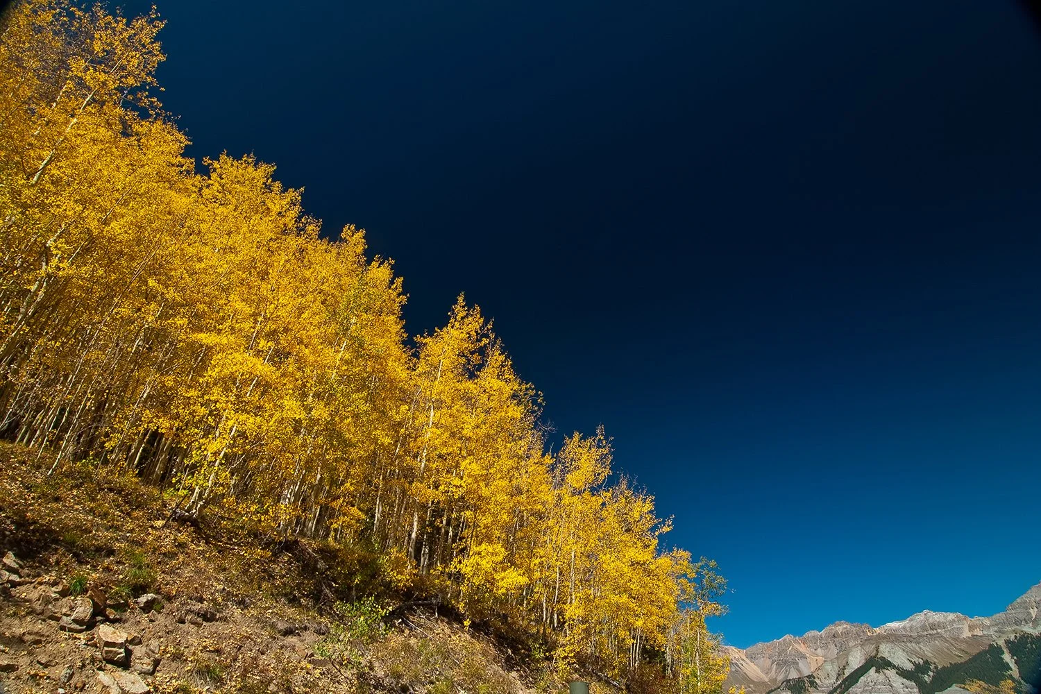 Autumn trees with yellow leaves on a hillside under a clear blue sky with mountain peaks in the background.