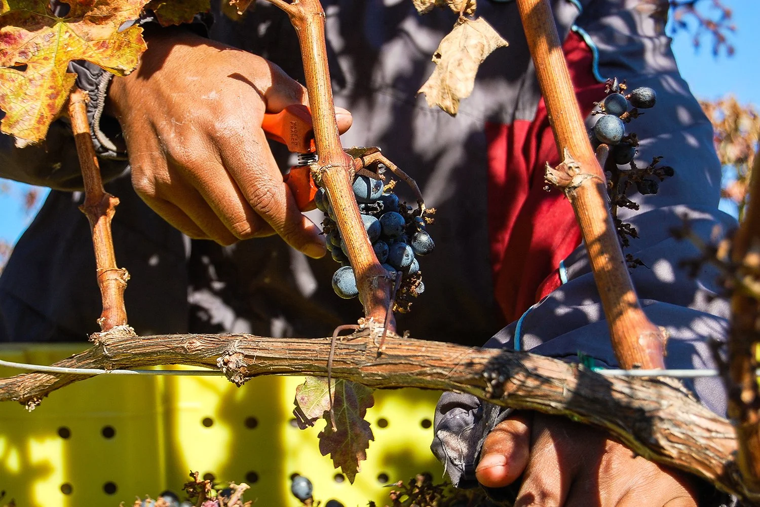 Close-up of a person harvesting dark purple grapes from a vine in a vineyard, using pruning shears with yellow handles, with a yellow basket in the background.