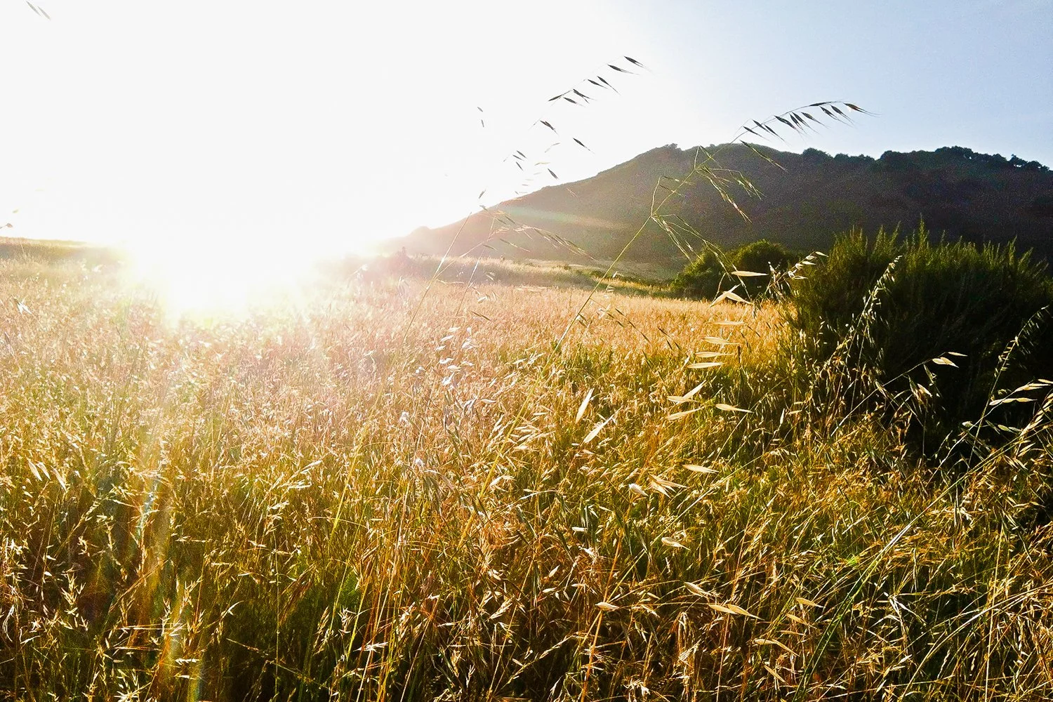 A field of tall golden grass with a mountain in the background, illuminated by bright sunlight