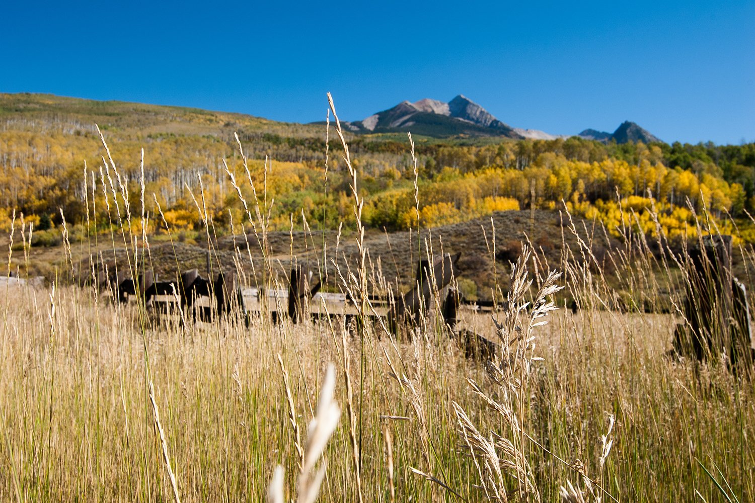 Field of tall yellow and beige grasses in foreground, forested hillside with autumn yellow leaves in middle ground, and mountain peaks under a clear blue sky in background.