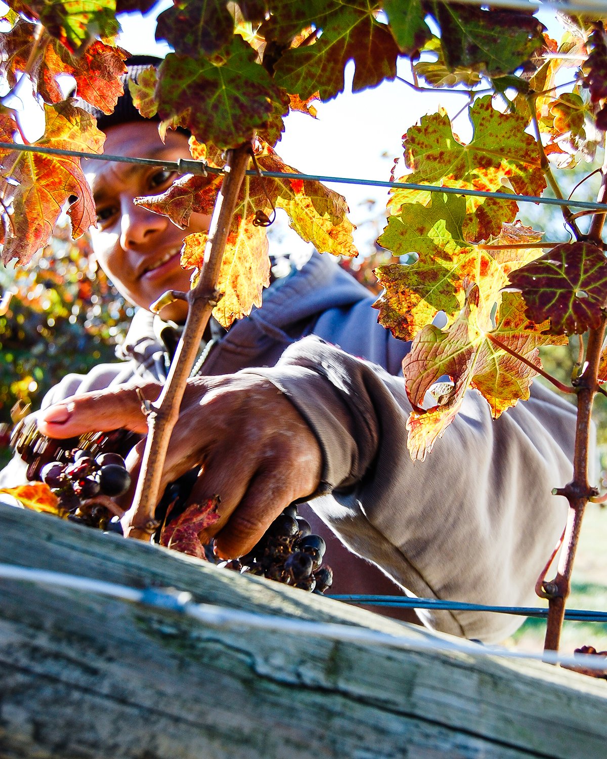 A person harvesting grapes in a vineyard, partially obscured by autumn-colored grape leaves and vines, with a dog nearby.