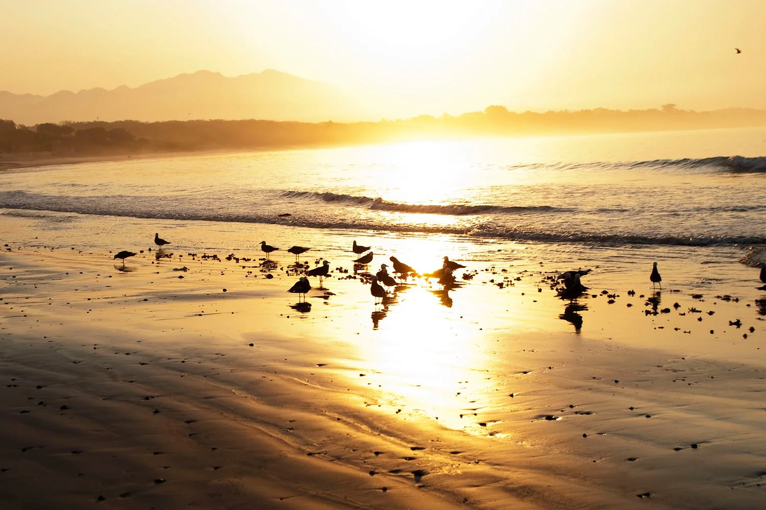 Seagulls standing on a sandy beach at sunset, with mountains in the background and gentle waves in the foreground.