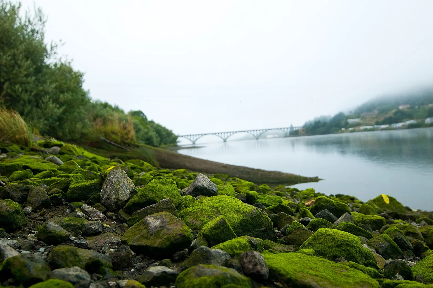 Moss-covered rocks along the shoreline of a river or lake, with a bridge and hills in the distance, on a foggy day.