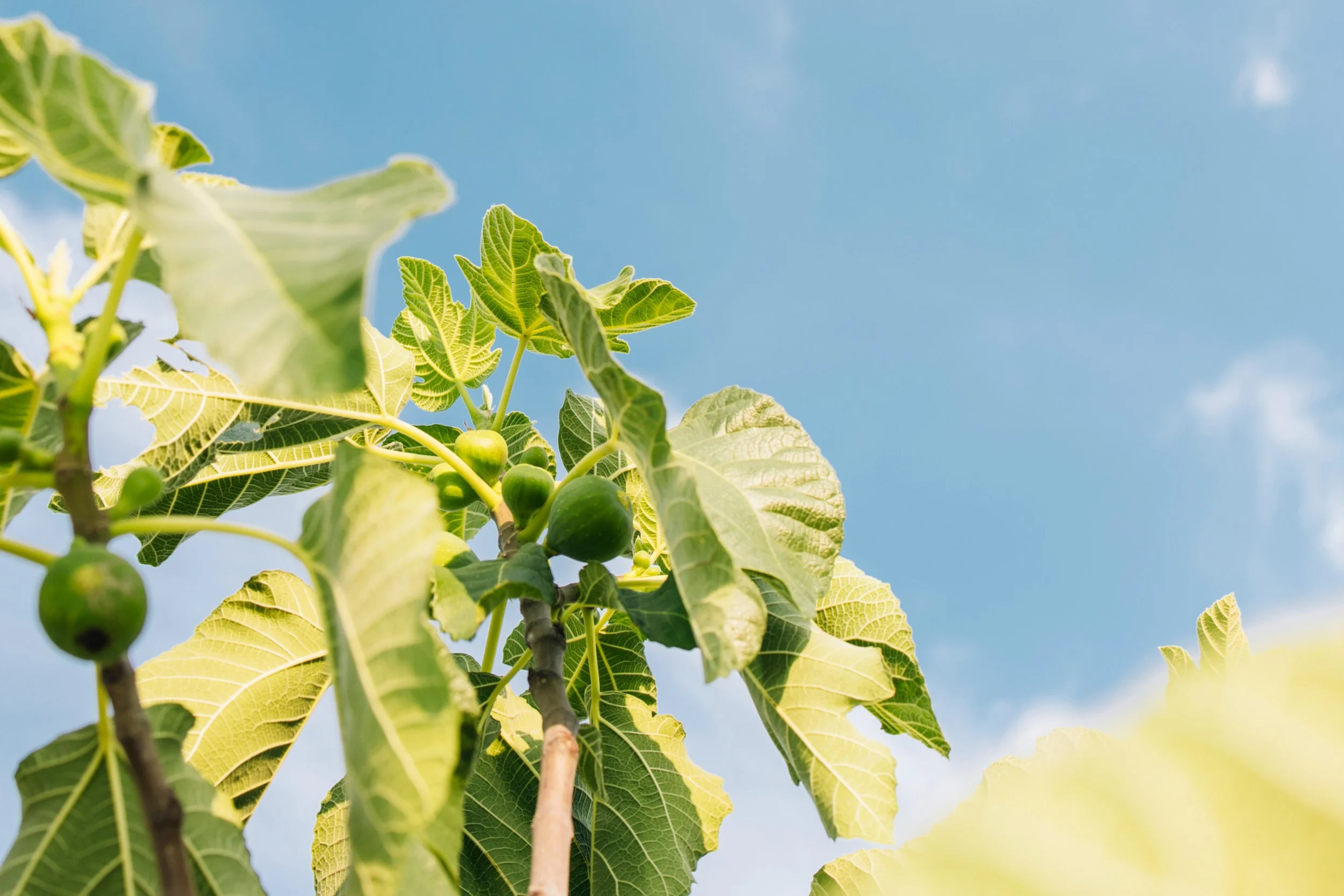 Close-up of a branch with green leaves and small unripe green figs against a blue sky.