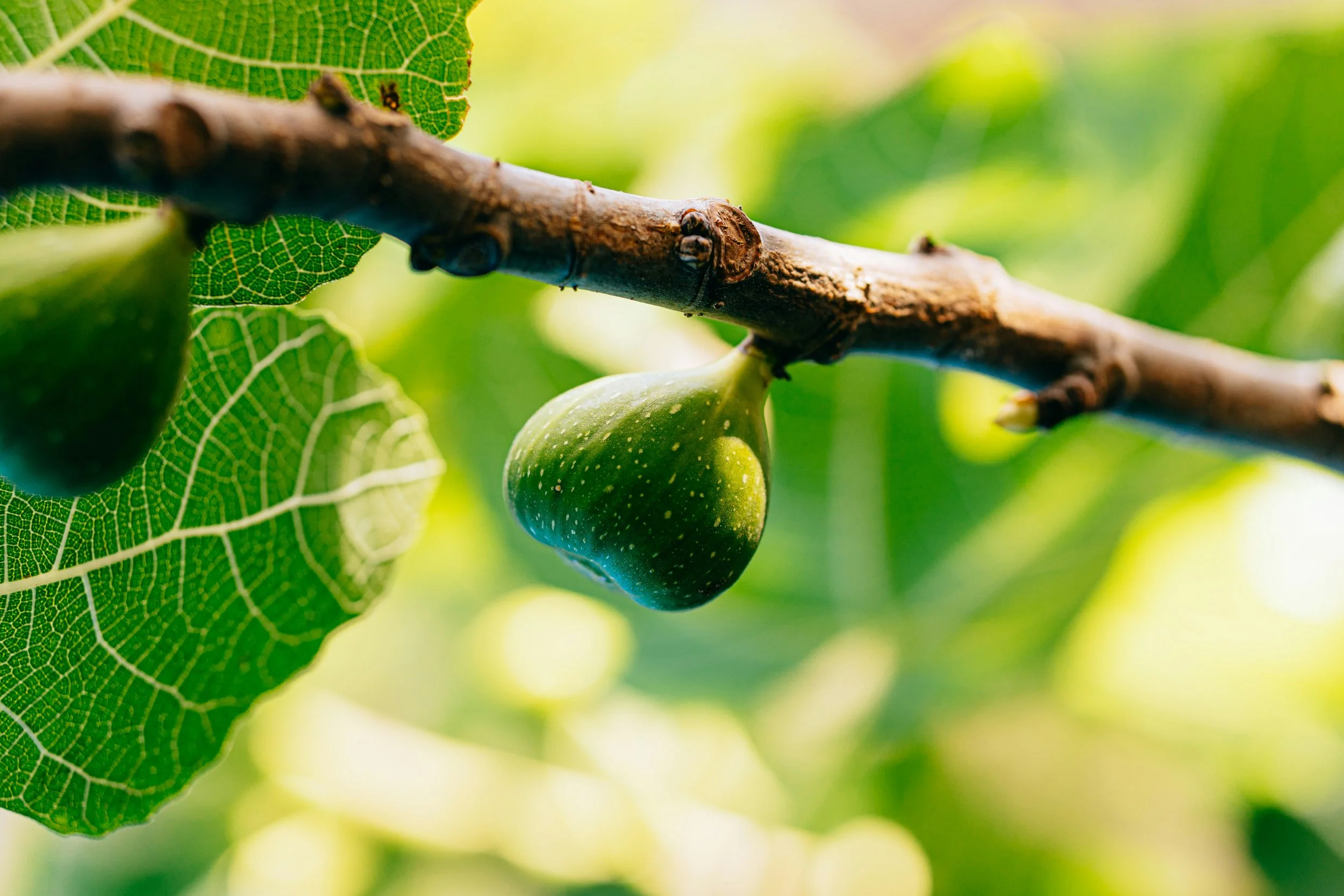 Close-up of a green fig hanging from a tree branch with bright green leaves in the background.