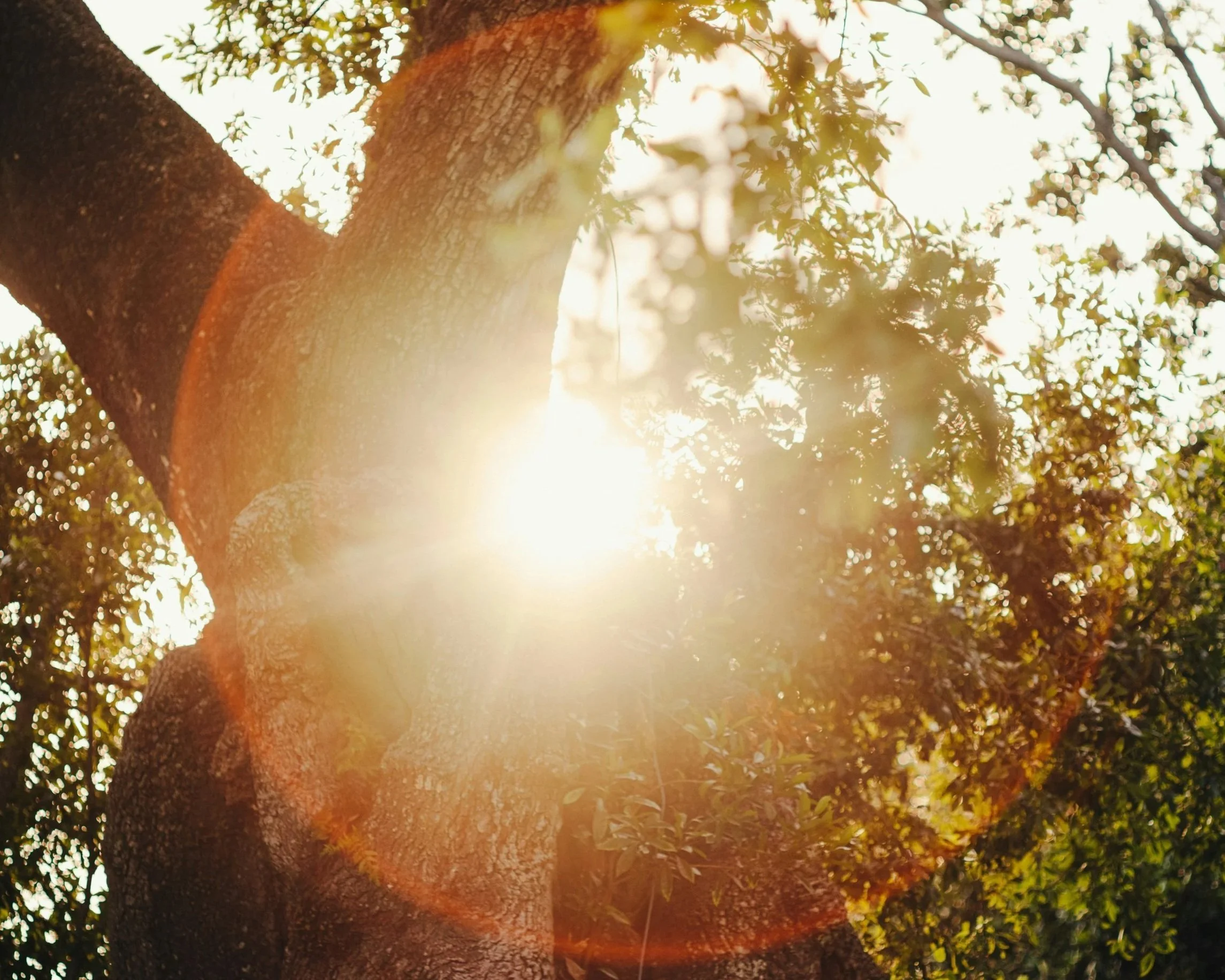 Sunlight shining through a tree's leaves and branches, creating a warm glow.