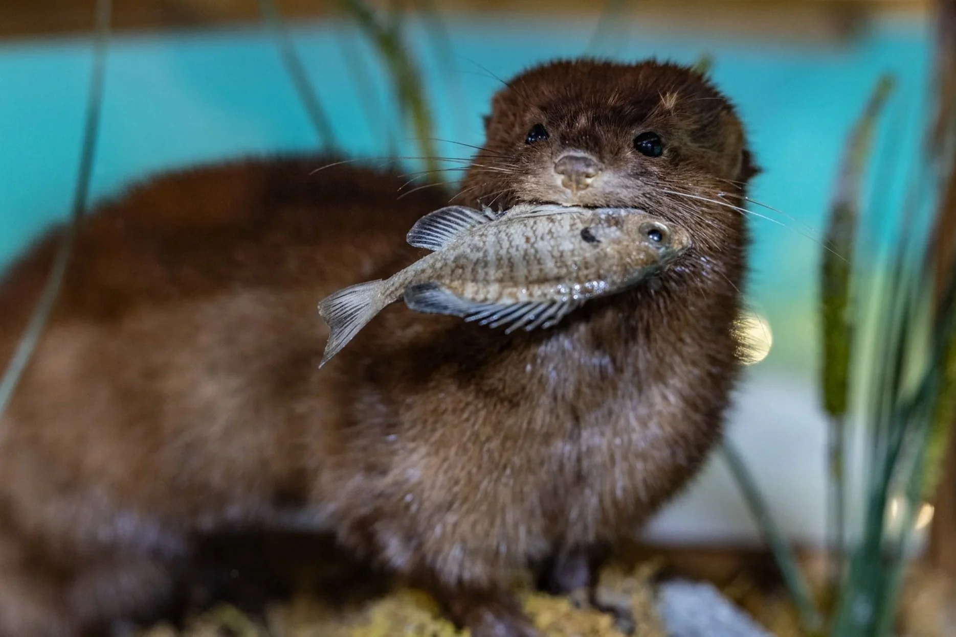 A muskrat holding a fish in its mouth, with a blurred background of grass and water.