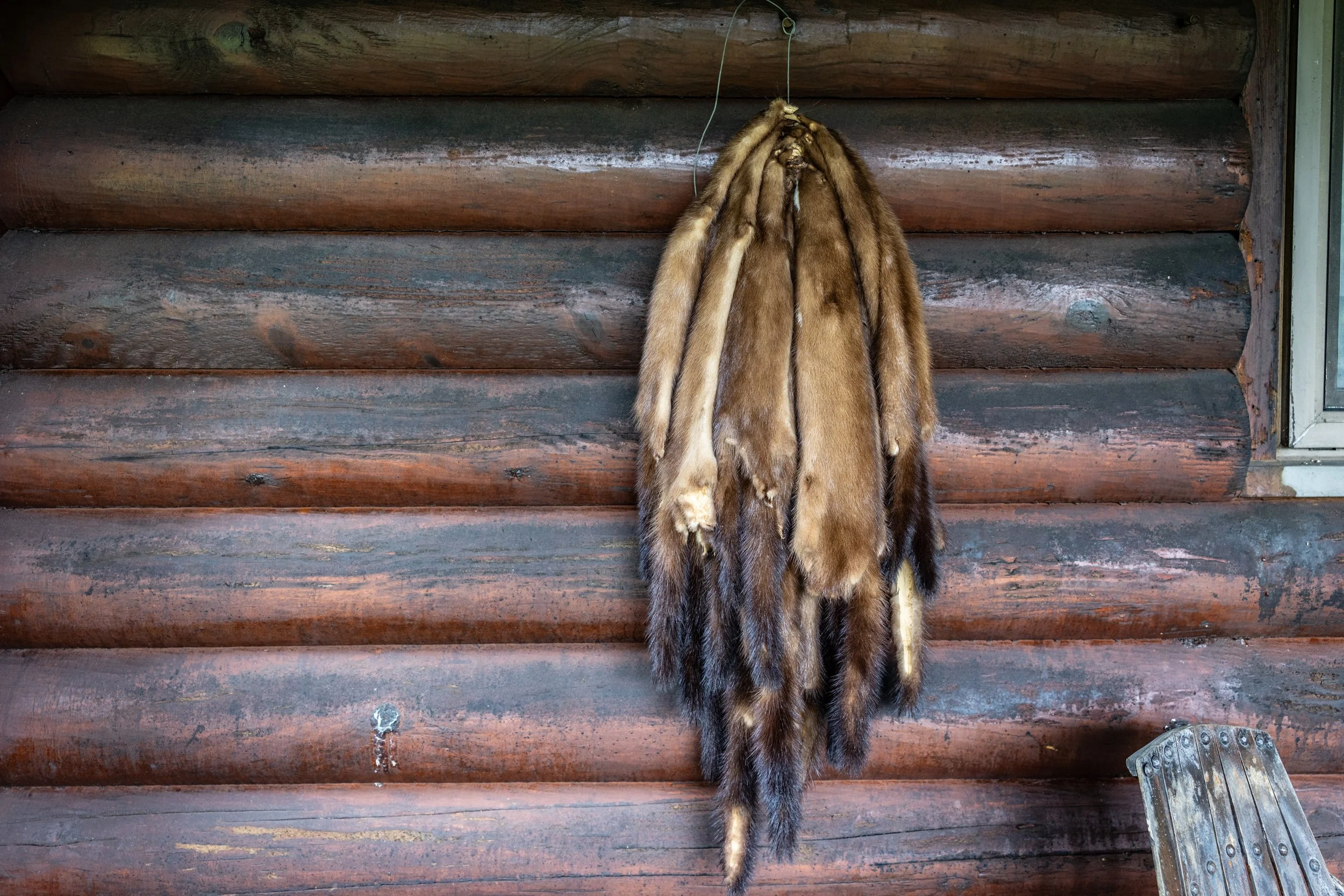 A collection of fur pelts hanging on a hook in front of a wooden log wall, with a metal vent visible at the bottom right corner.