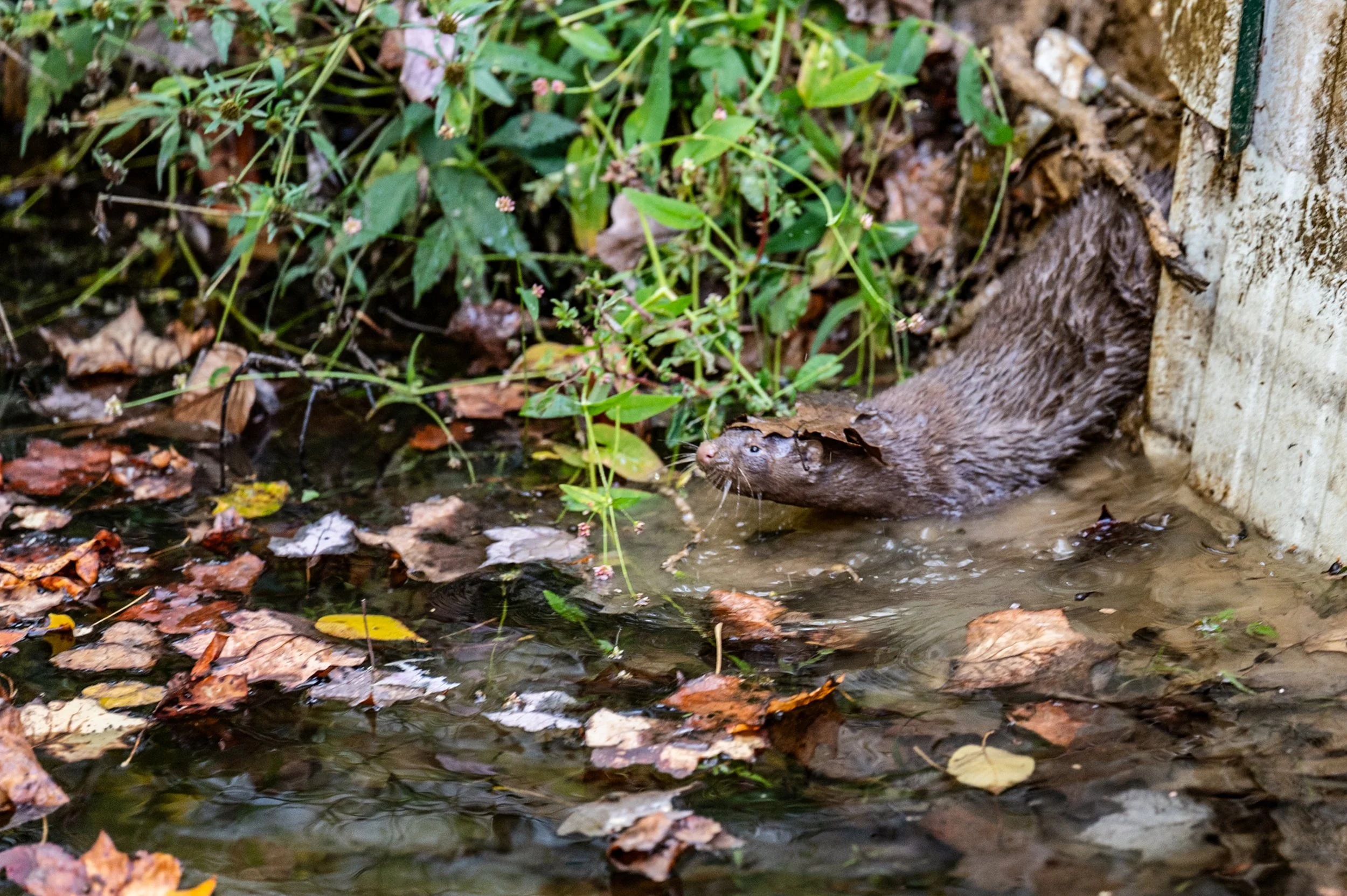 A river otter swimming in a shallow stream surrounded by fallen leaves and green foliage.