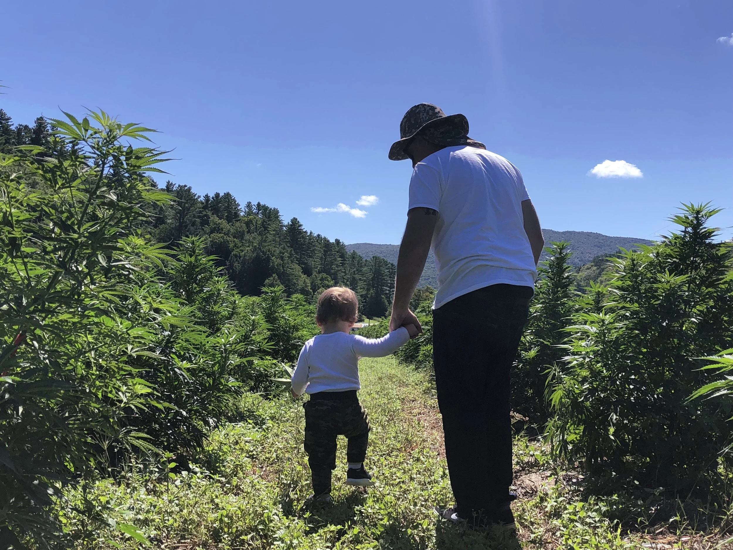 A man in a white shirt and camouflage hat holding hands with a young child in a white shirt and camouflage pants walking through a field of green plants against a backdrop of tree-covered mountains and a blue sky with a few clouds.