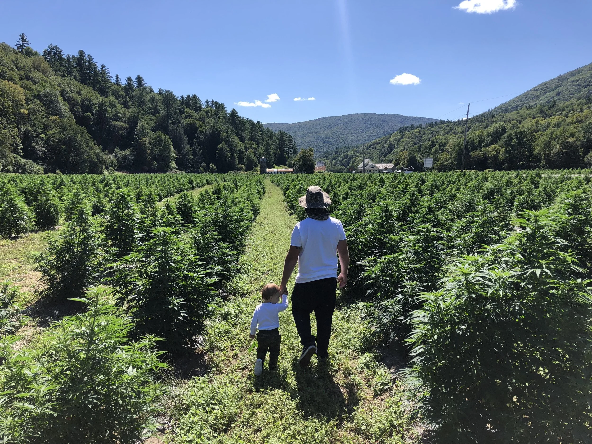 A person and two children walking through a field of green plants, with a scenic view of mountains, trees, a farm building, and a clear blue sky in the background.