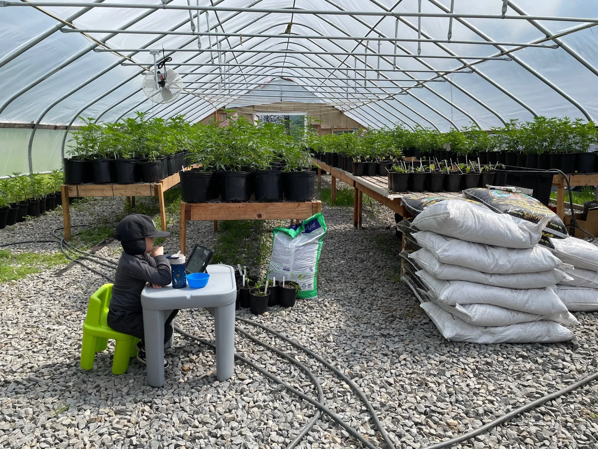 Inside a greenhouse with rows of potted plants on wooden tables, a person sitting at a small white plastic table with a laptop, and gardening supplies stacked on the floor. The greenhouse has a curved plastic roof supported by metal frames and a large fan hanging from the ceiling.