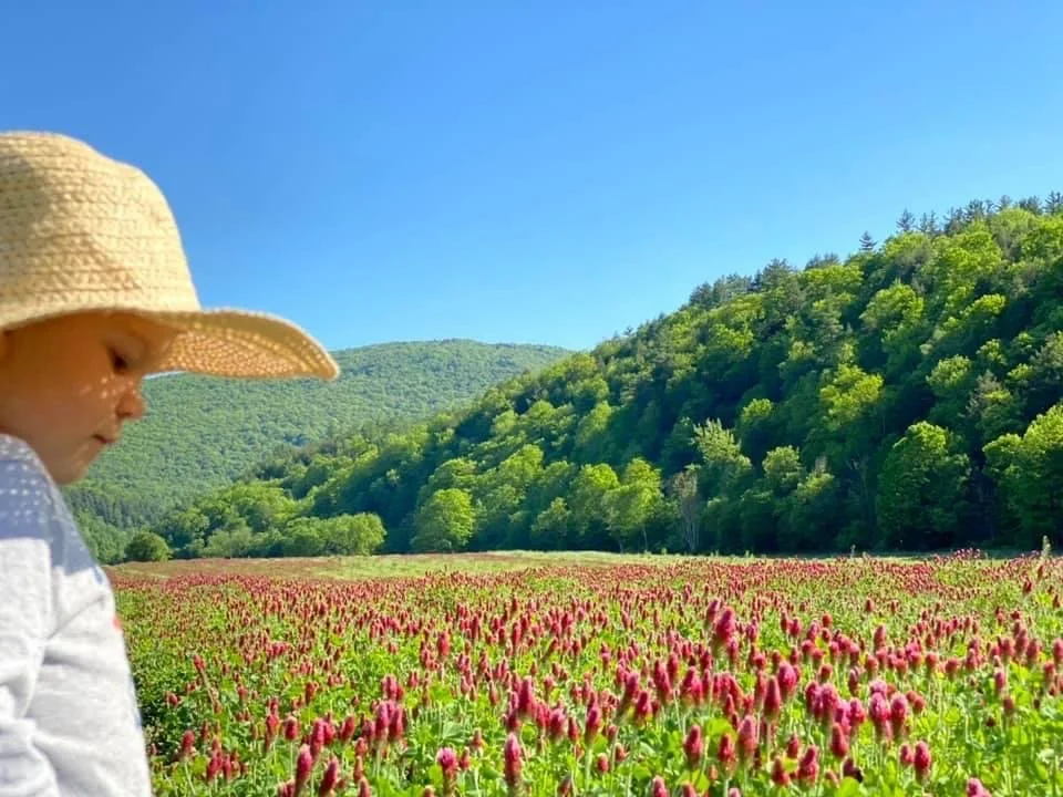 A young girl wearing a straw hat looking at a vibrant field of pink flowers, with green hills and a clear blue sky in the background.
