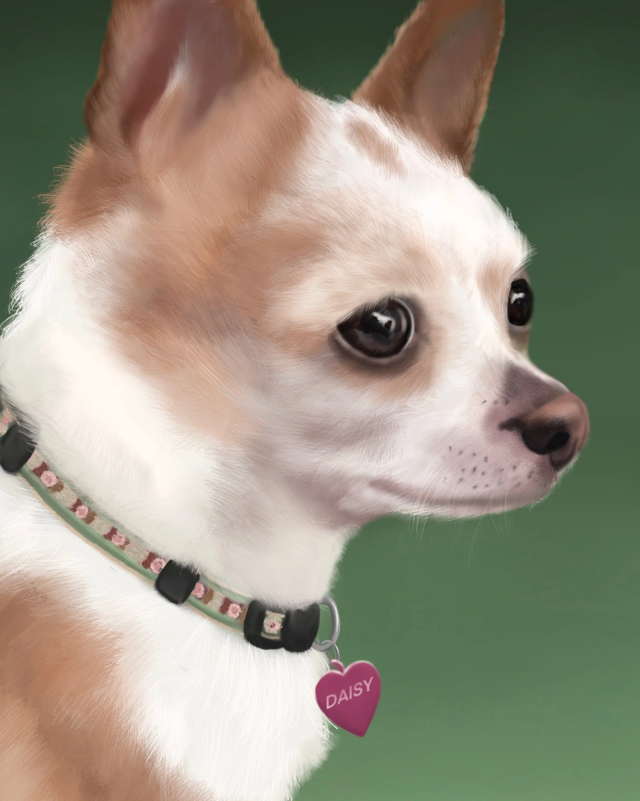 pet portraits