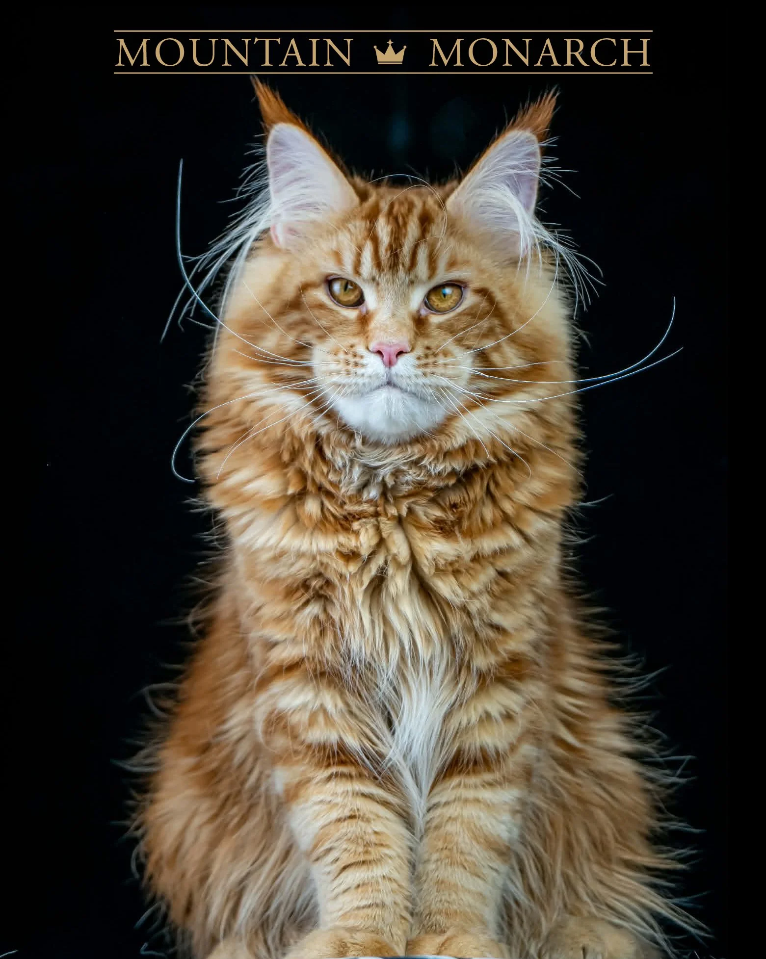 Close-up of an orange Maine Coon cat with yellow eyes, pointed ears, and long whiskers, against a black background with "Mountain Monarch" text at the top.