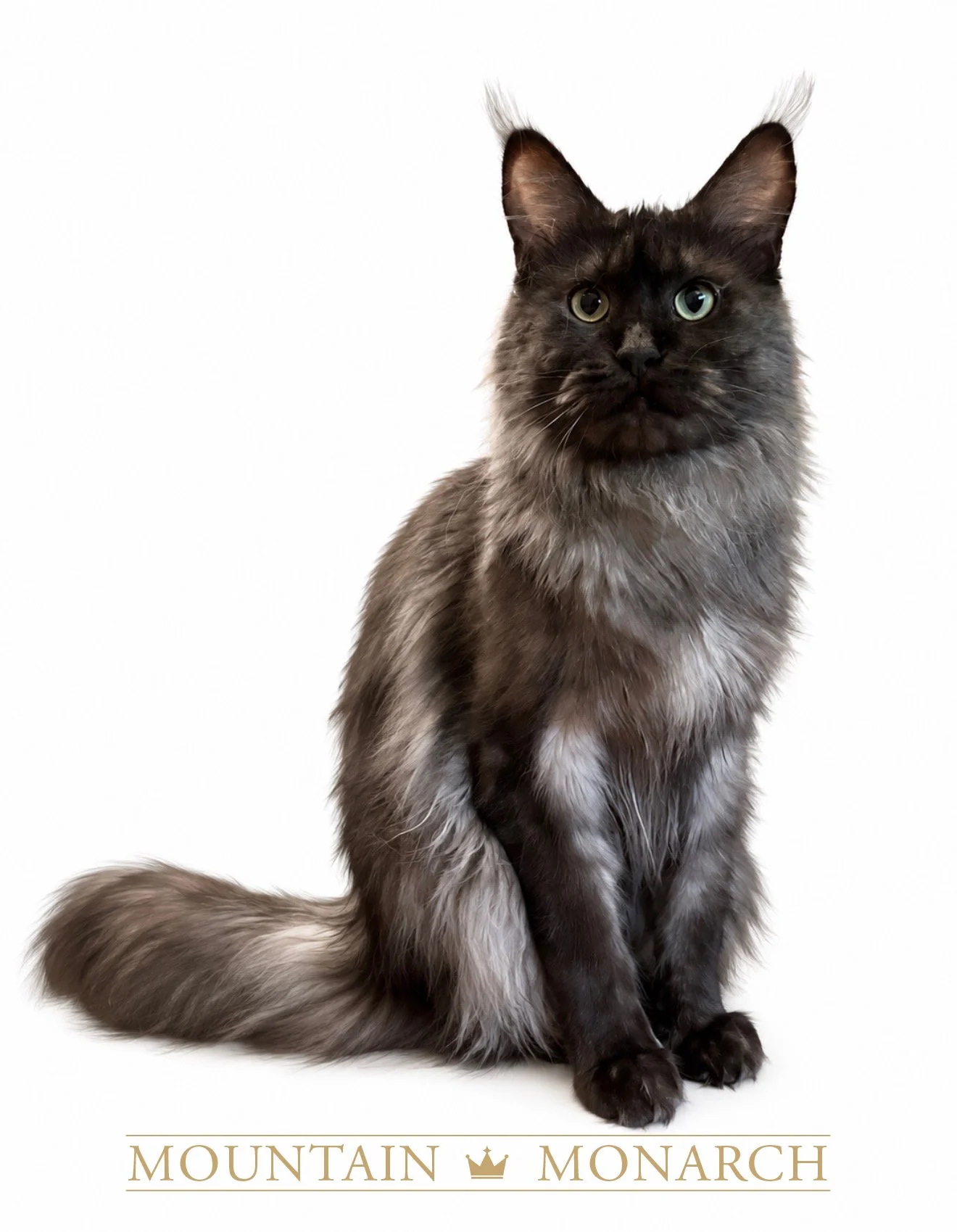 A long-haired gray and black cat with striking green eyes sitting against a plain white background, with the words "Mountain Monarch" written at the bottom.