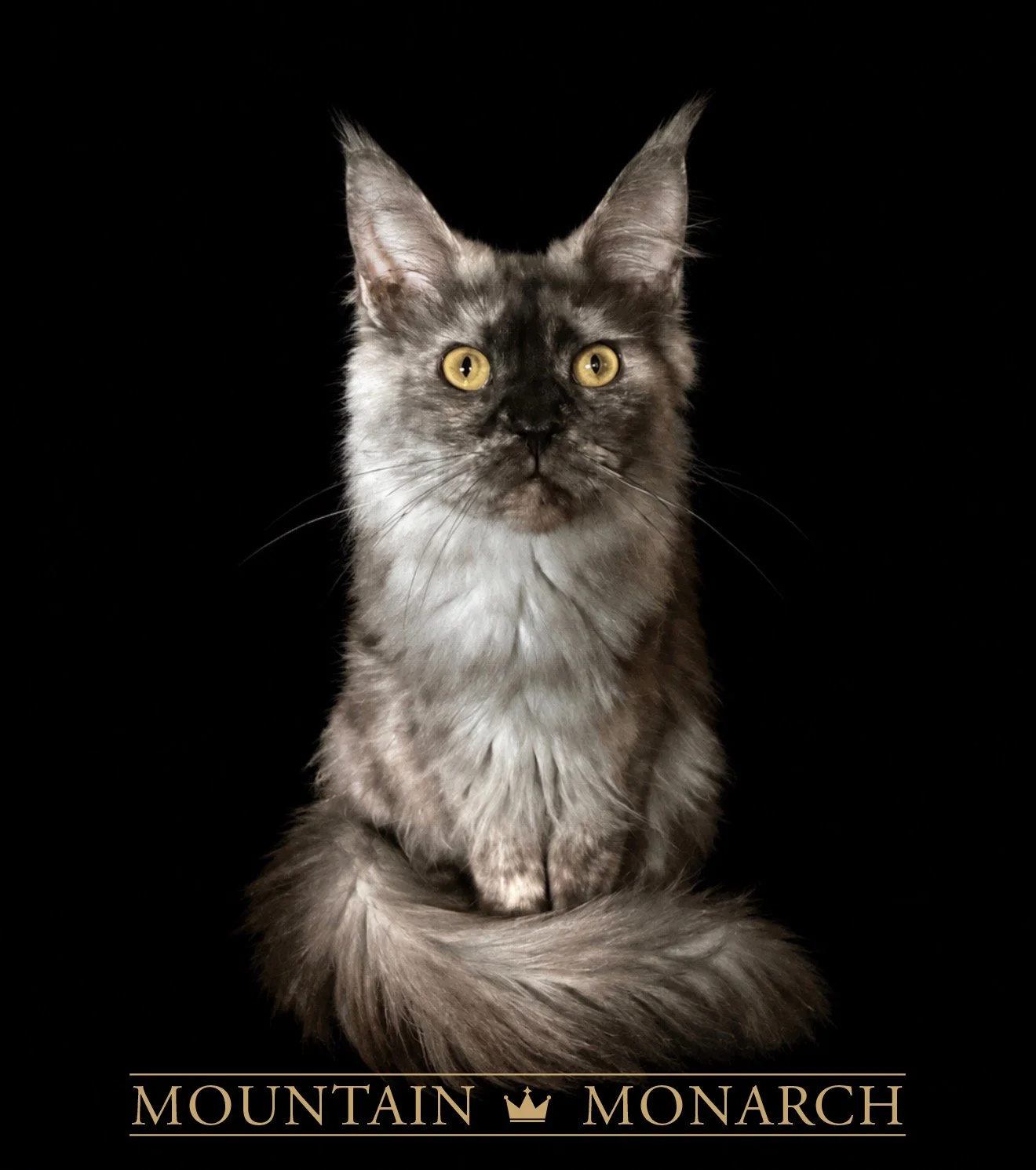 A long-haired gray and white cat with yellow eyes, sitting against a black background with the words 'Mountain Monarch' written at the bottom.