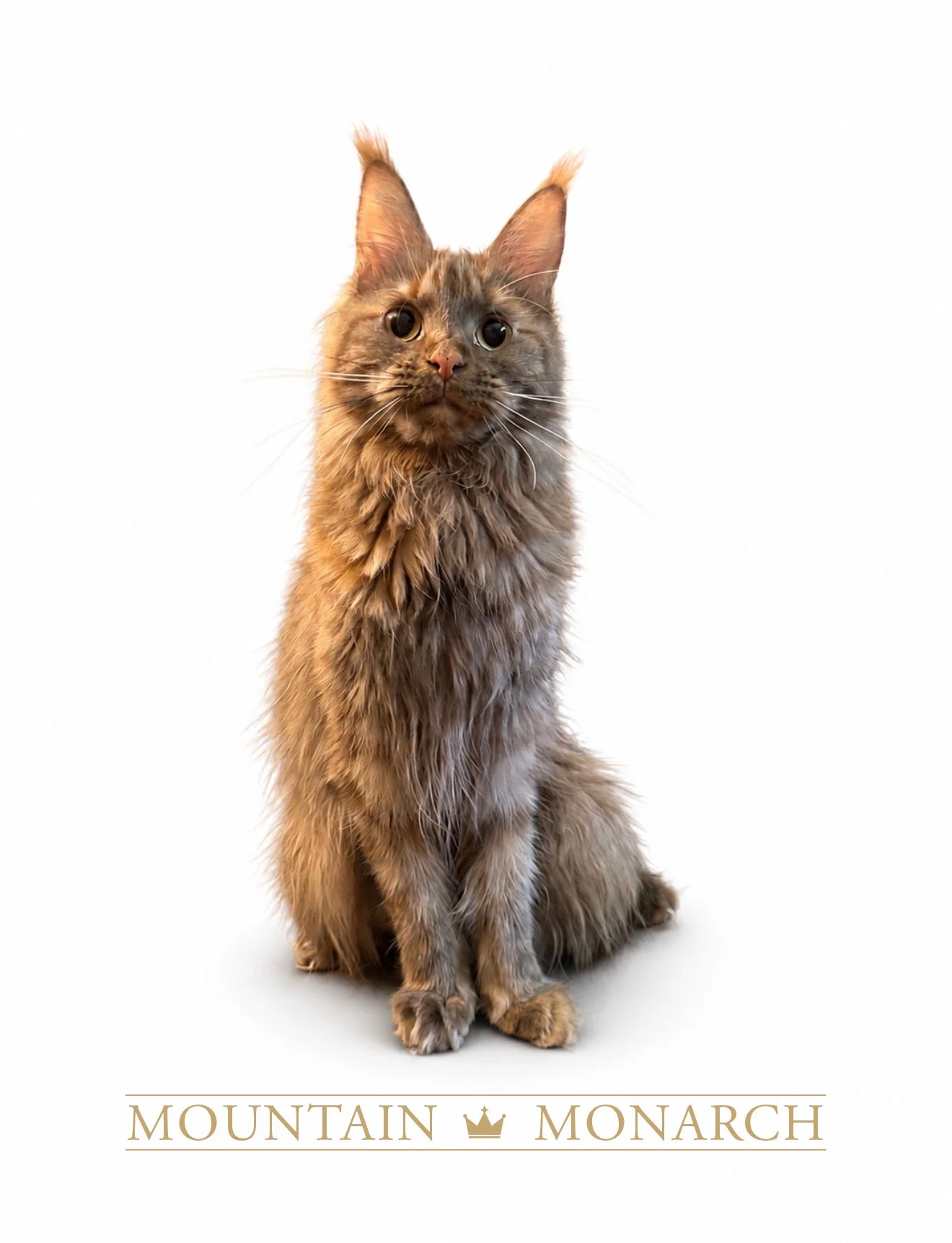 A fluffy gray and brown Maine Coon cat sitting against a plain white background with the words 'Mountain Monarch' and a crown logo below.