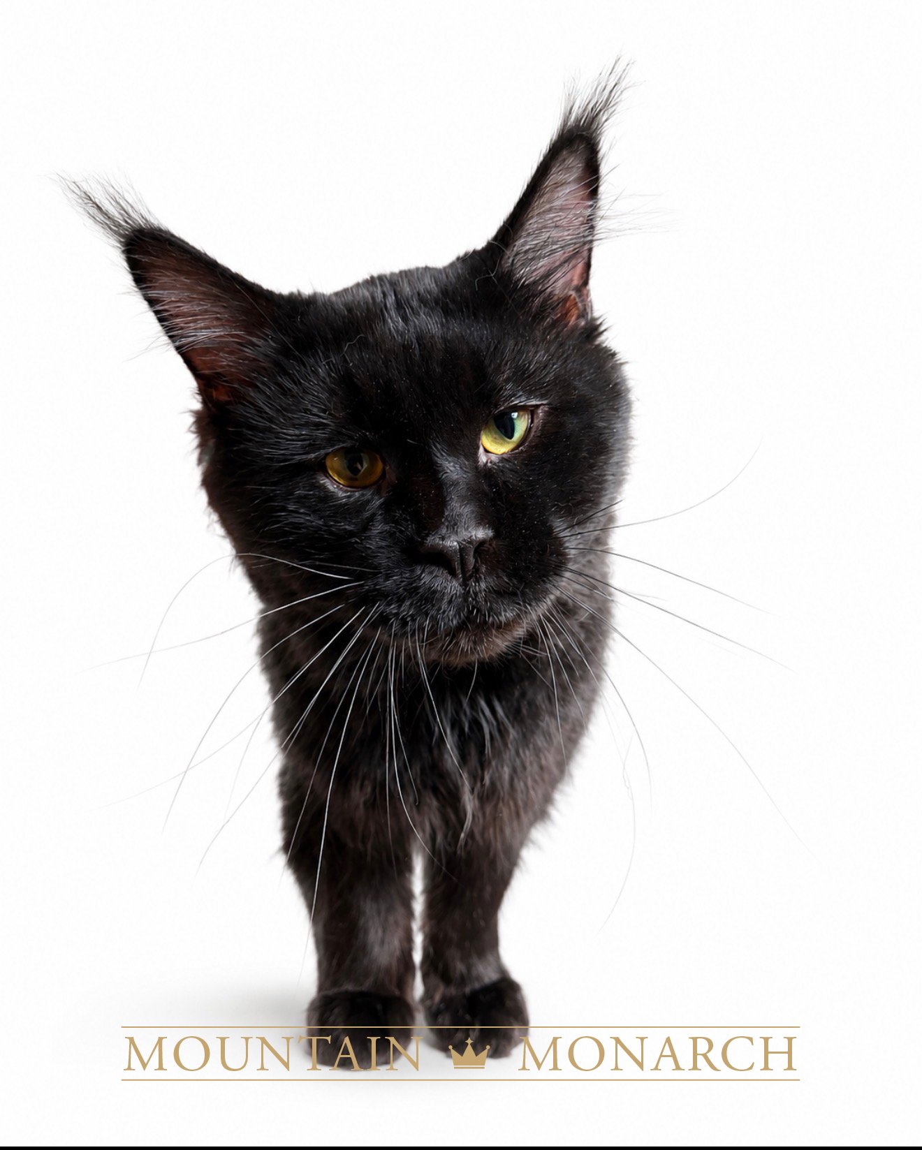 Close-up of a black cat with yellow eyes against a white background, with the words 'Mountain Monarch' and a crown icon at the bottom.
