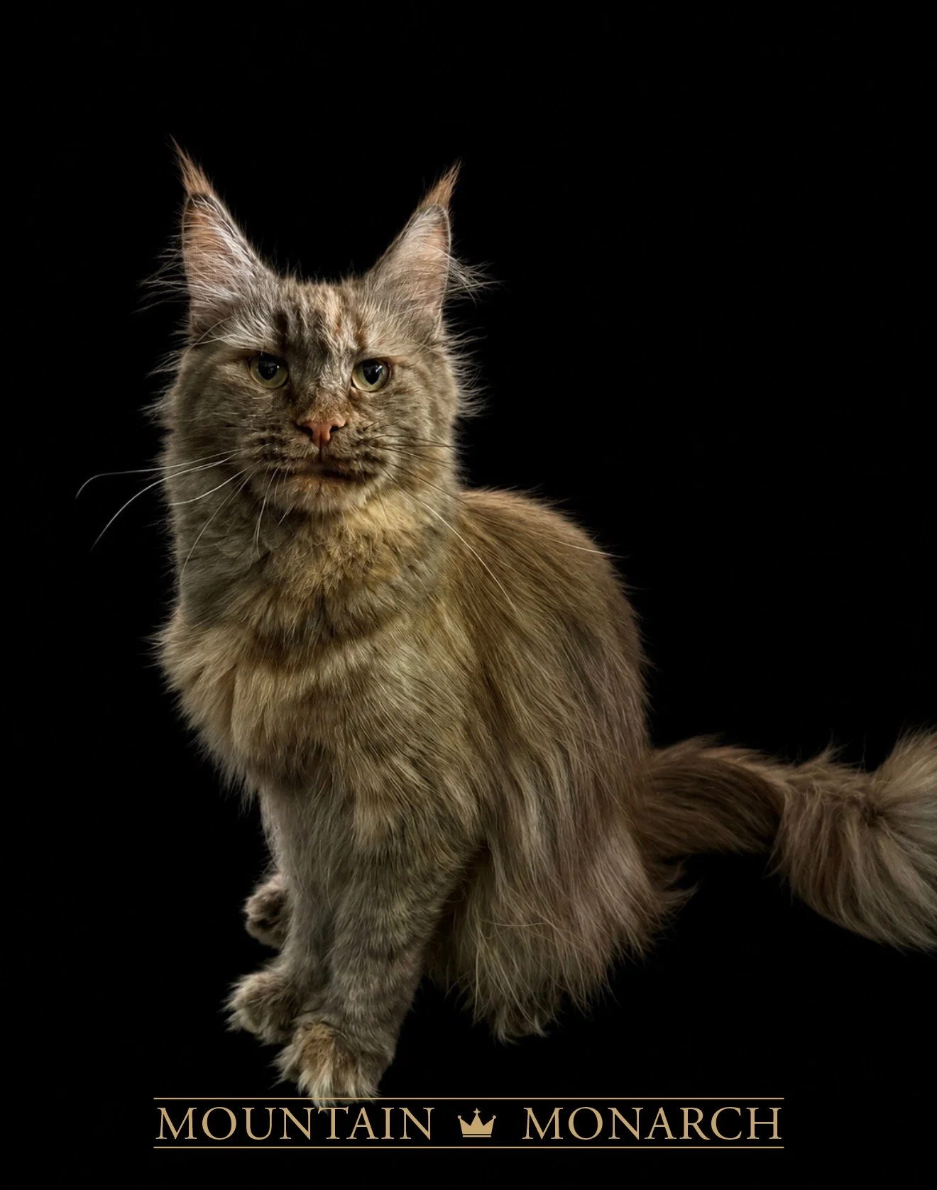 A long-haired, brown tabby cat with green eyes against a black background, looking at the camera. Text at the bottom reads 'Mountain Monarch' with a crown symbol between the words.