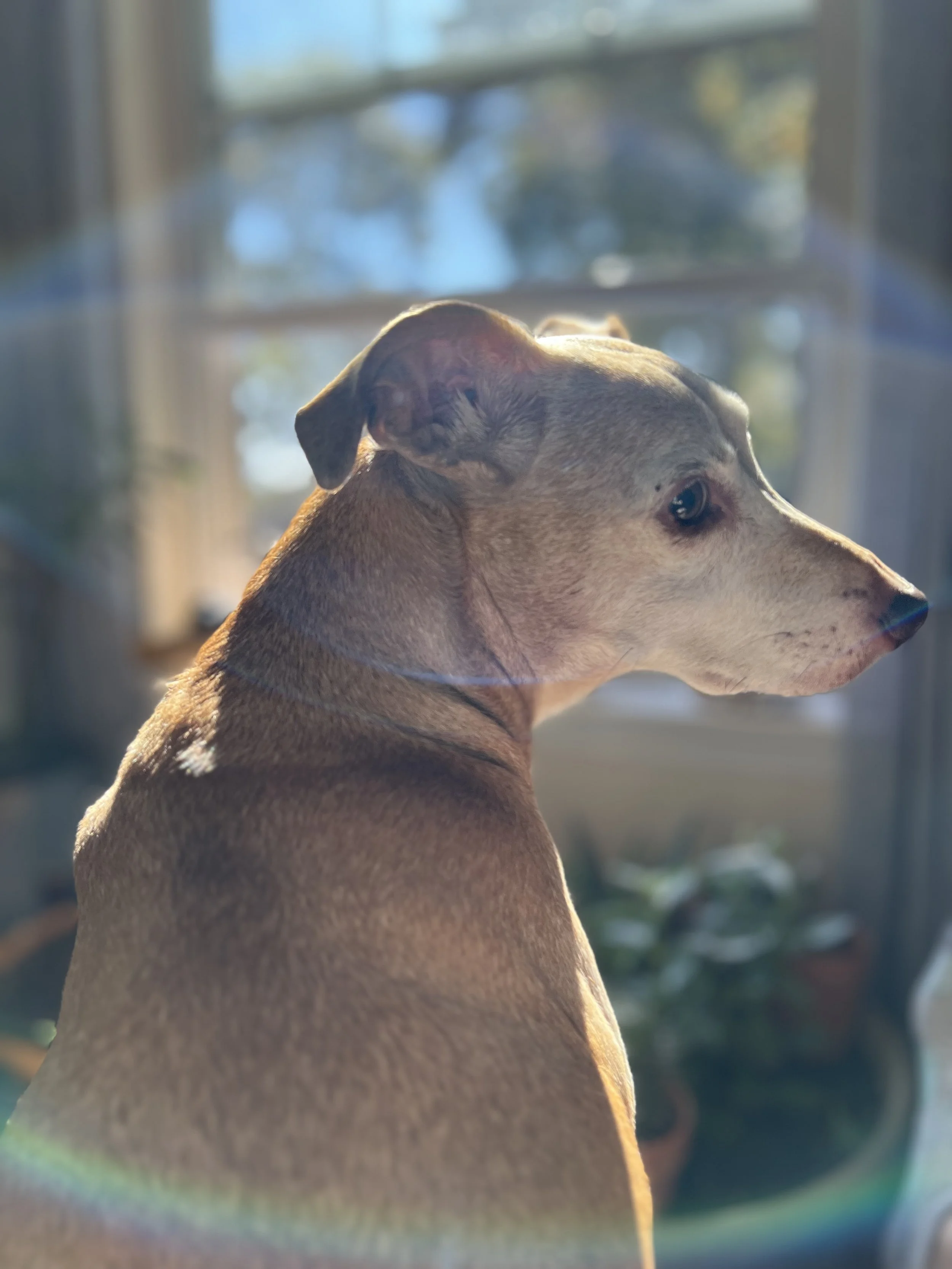 A dog with a tan coat looking to the right, seen through a circular blurred foreground and in front of a window with trees outside.