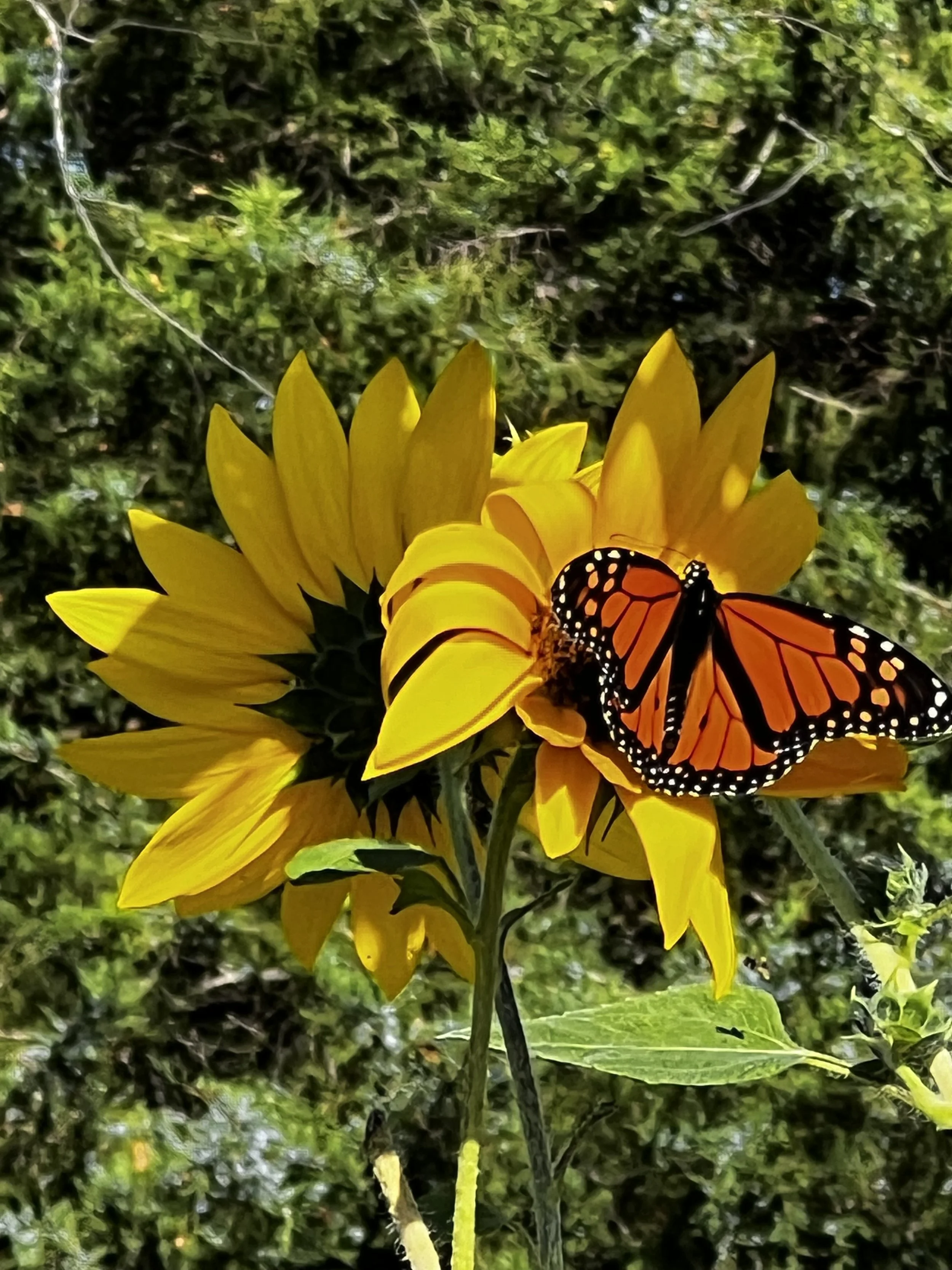 A yellow sunflower with a Monarch butterfly resting on its petals in a lush green garden.
