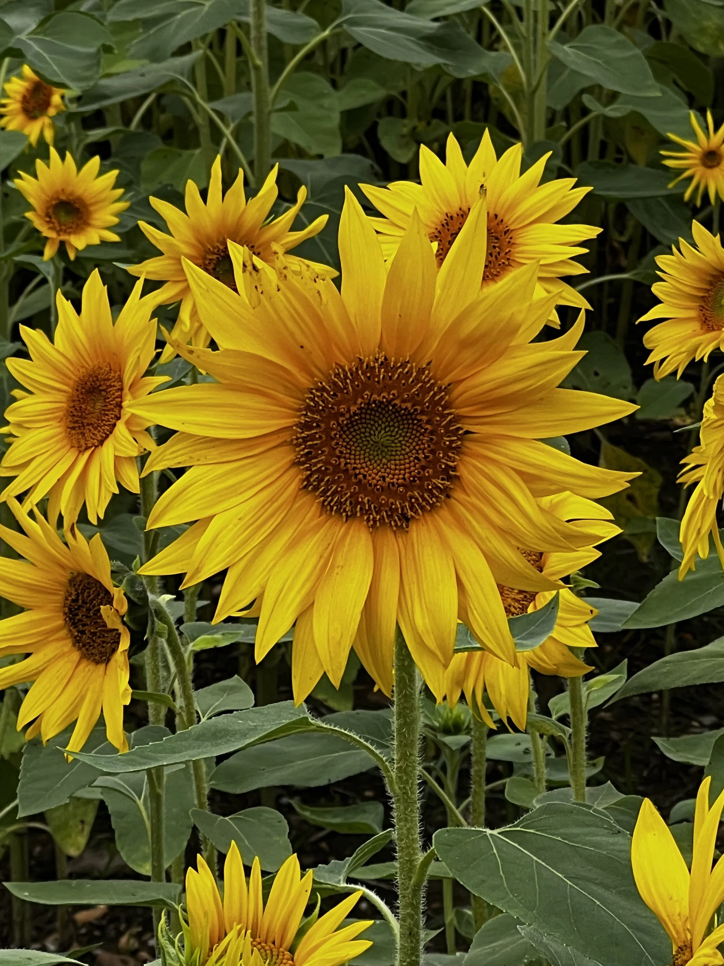 Bright yellow sunflowers in a garden with green leaves.