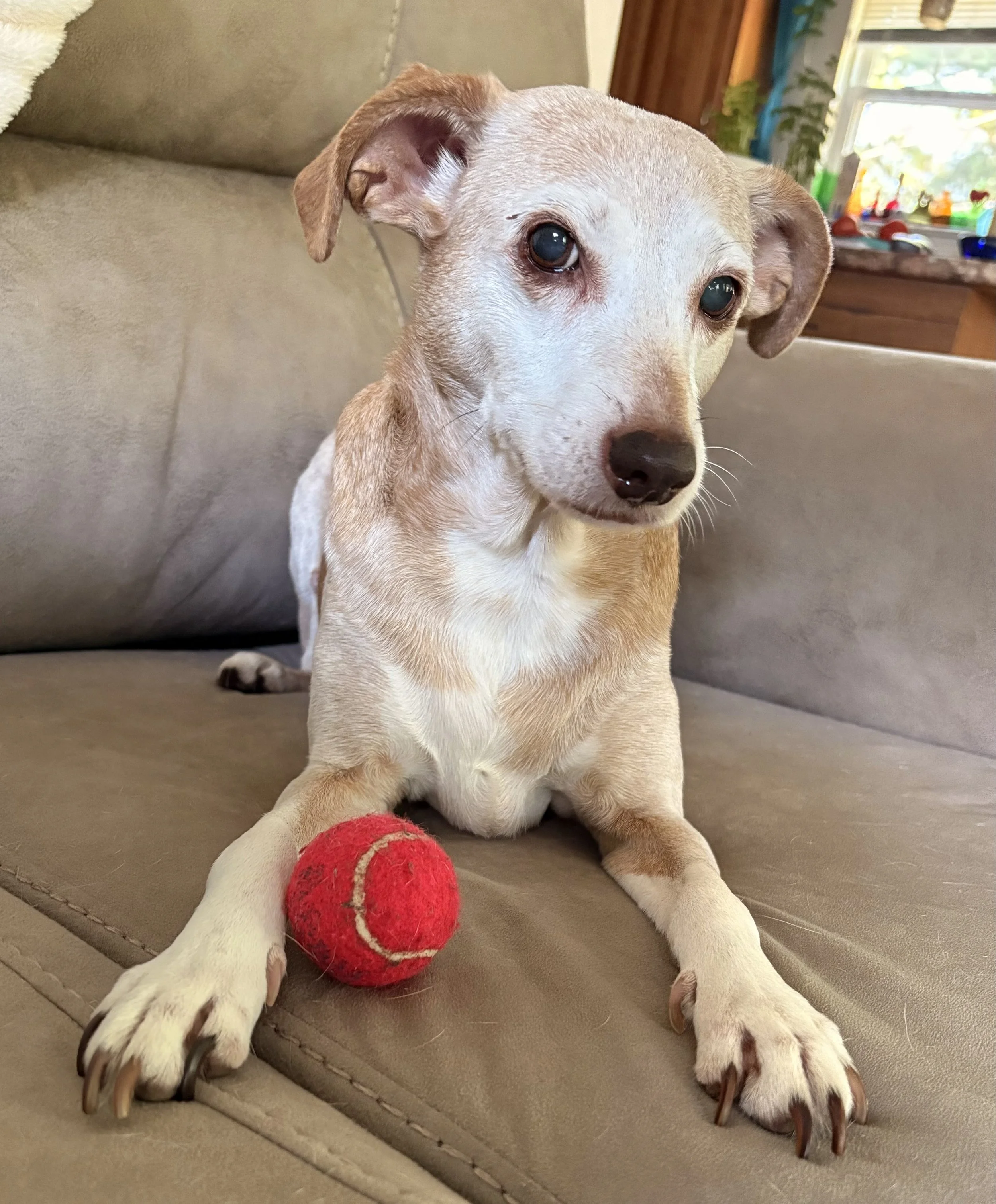 A small light-colored dog, possibly a Chihuahua or mixed breed, sitting on a beige couch with a red tennis ball near its paws, indoors with a living room window in the background.