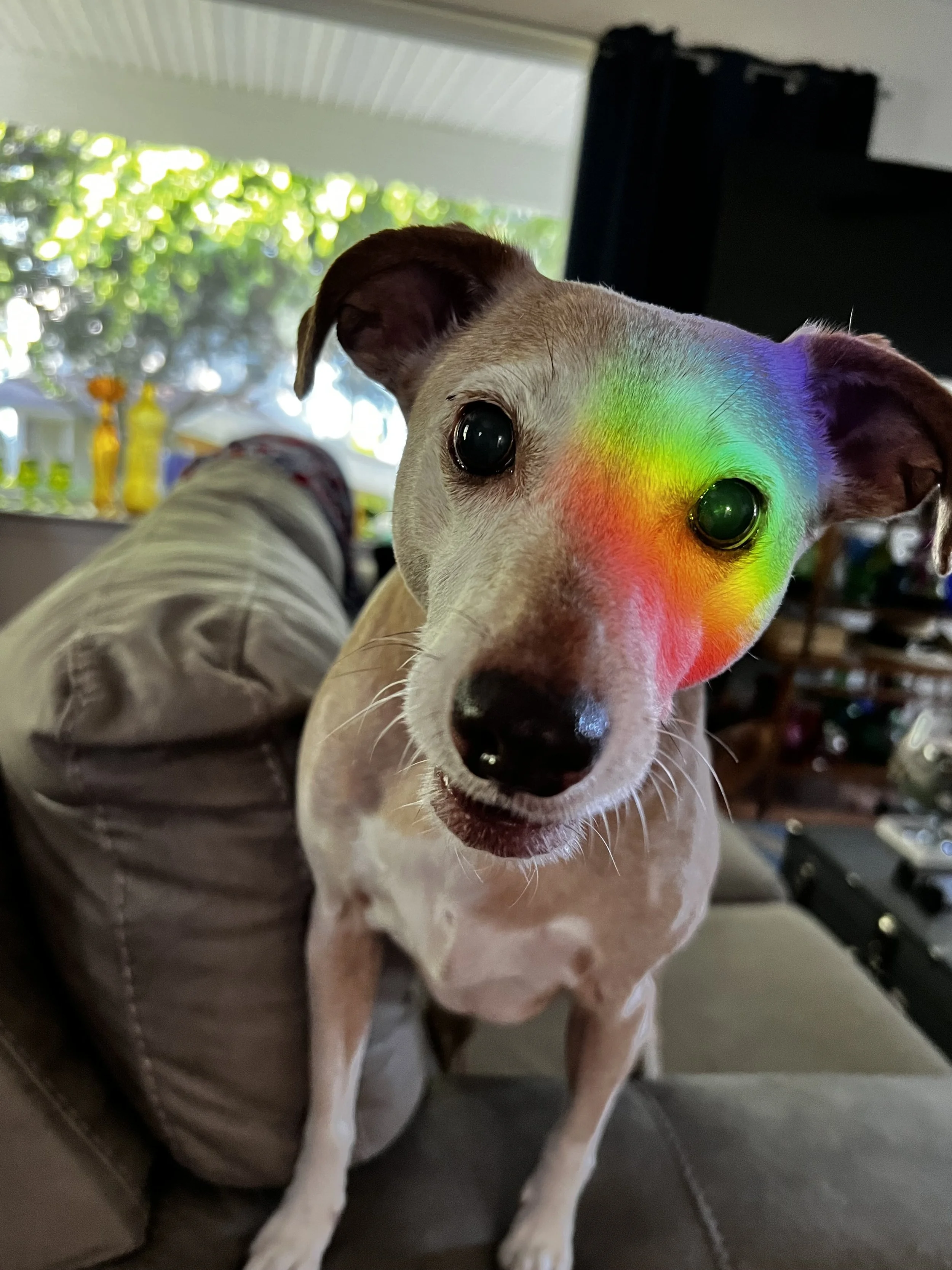 A small dog with light fur and brown ears, sitting on a beige couch, facing the camera. There is a rainbow light reflection on the dog's face. In the background, there is a window with green trees outside and some household items.