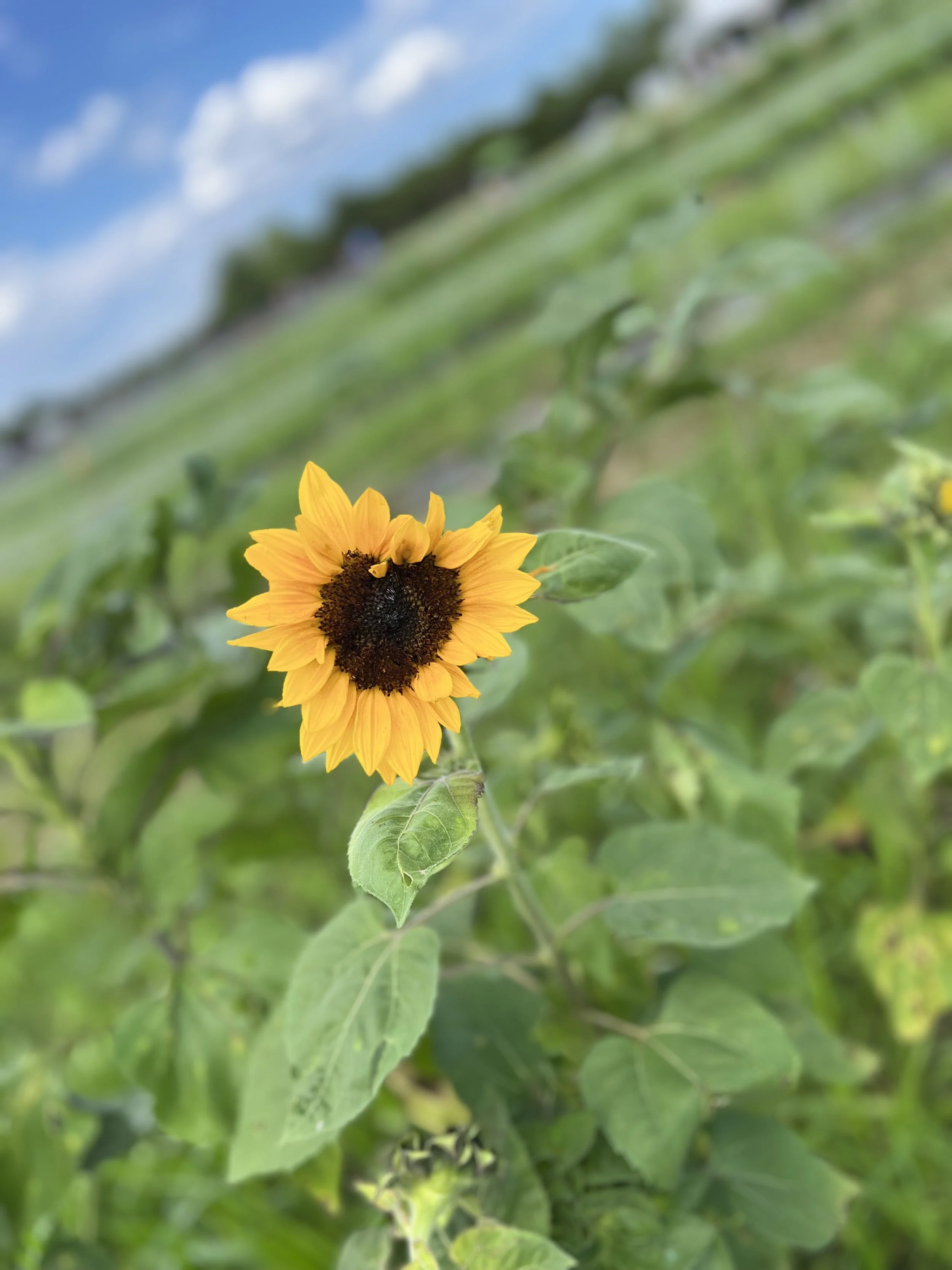 A yellow sunflower with a dark center growing among green leaves in a garden or field, with a blurred background of green foliage and blue sky.