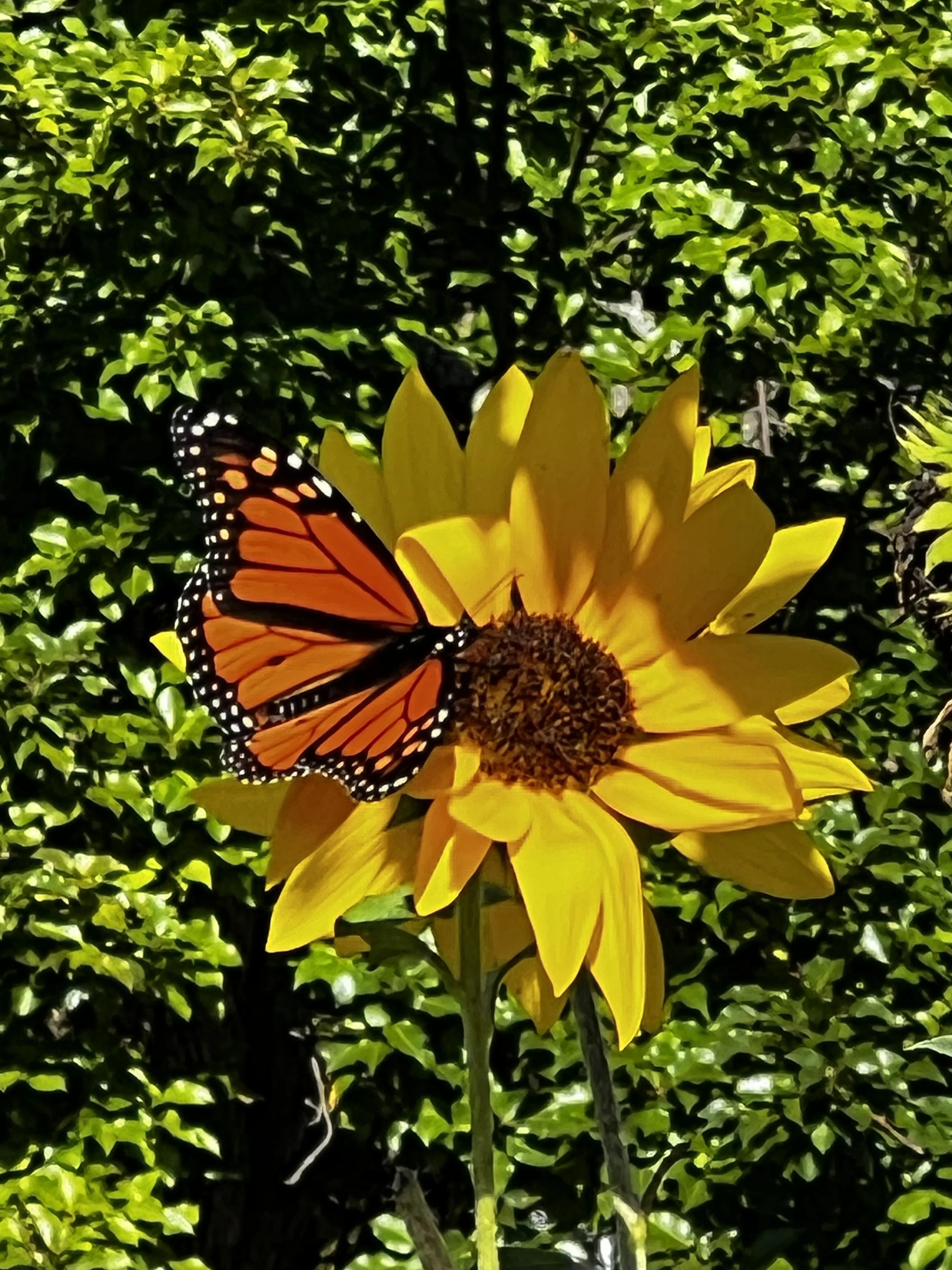 A close-up of a sunflower with a monarch butterfly resting on its yellow petals, with a leafy green hedge in the background.